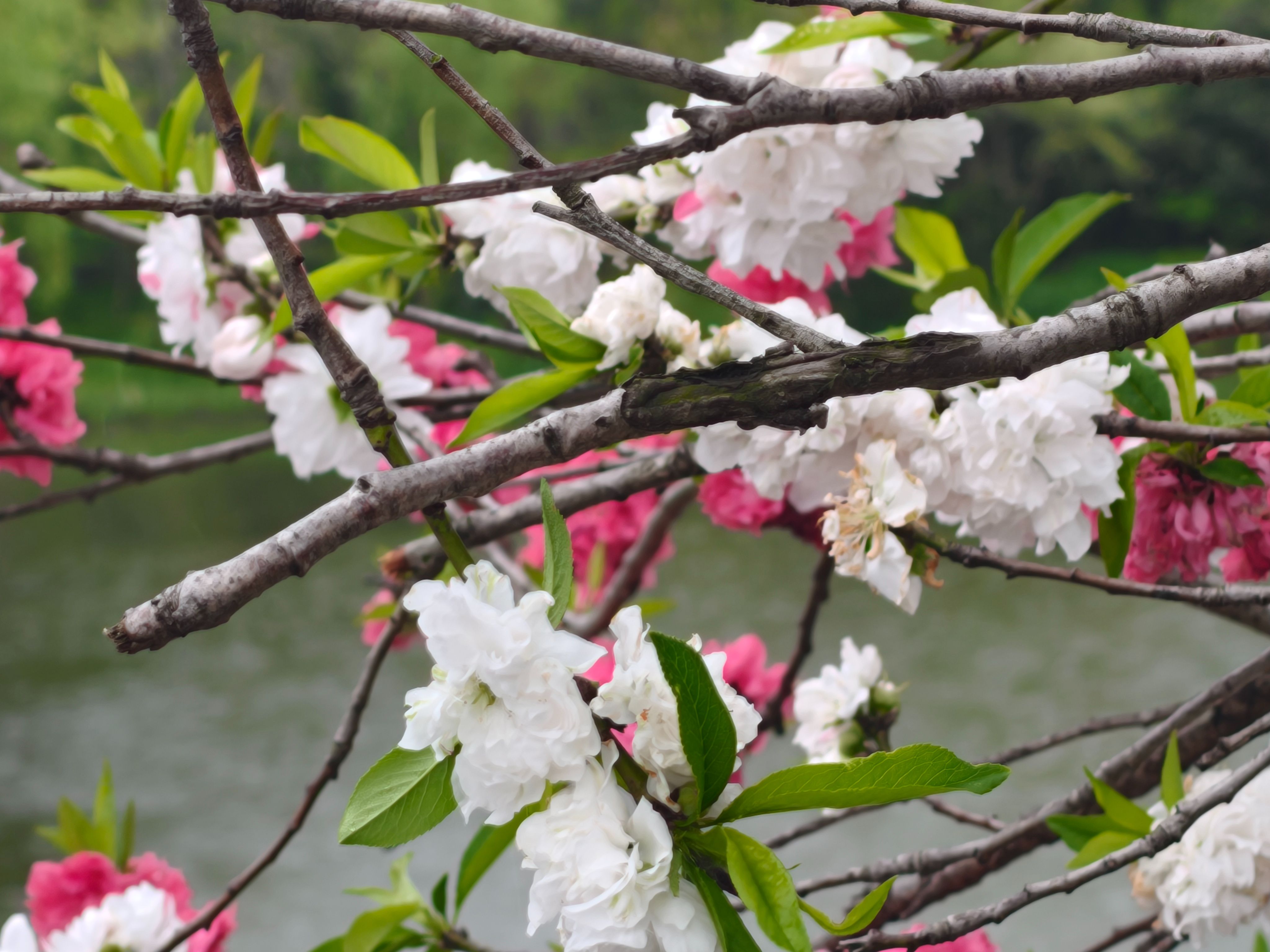 樱花,出游,日常,赏花