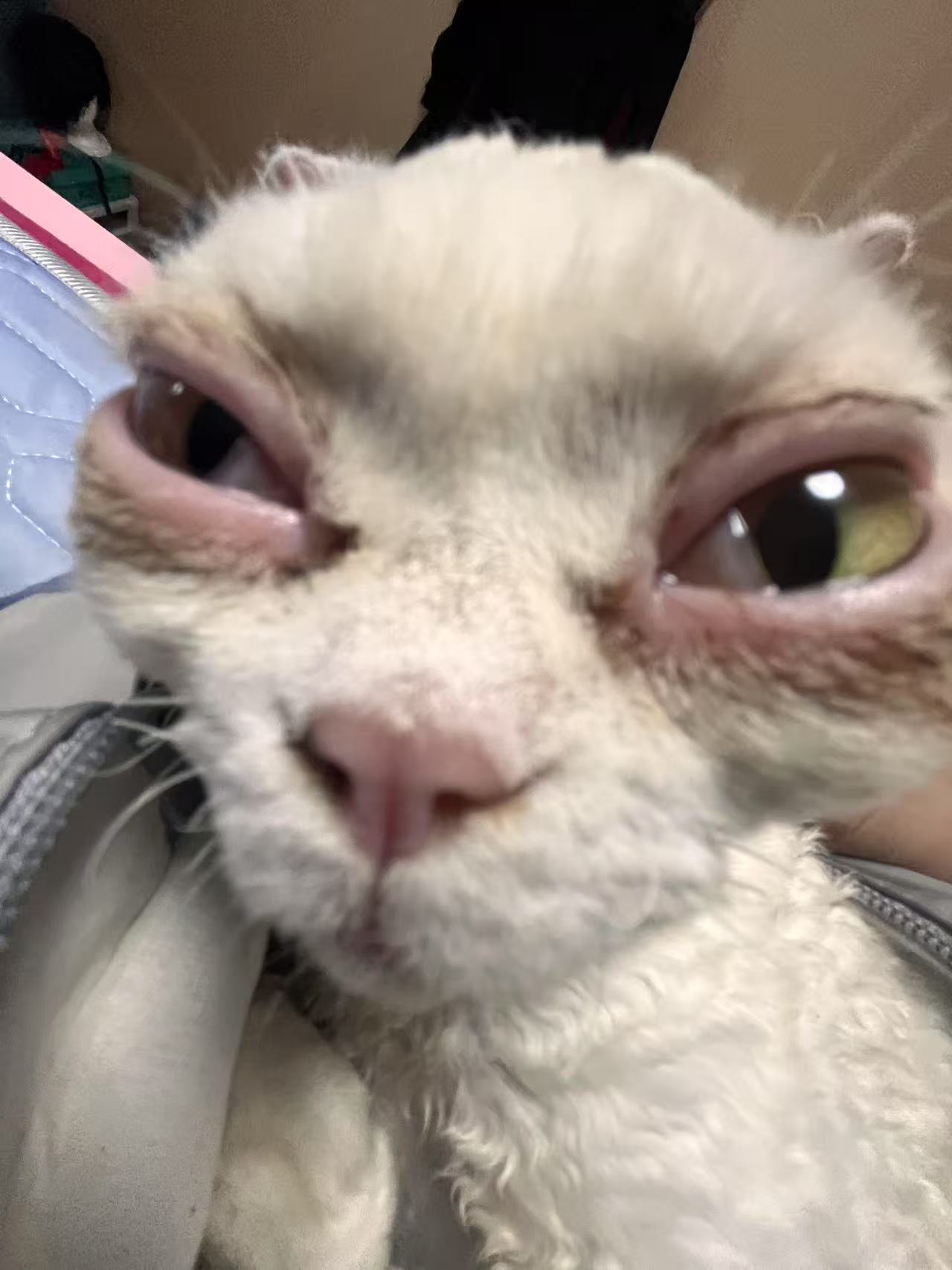可爱,猫咪,awsl