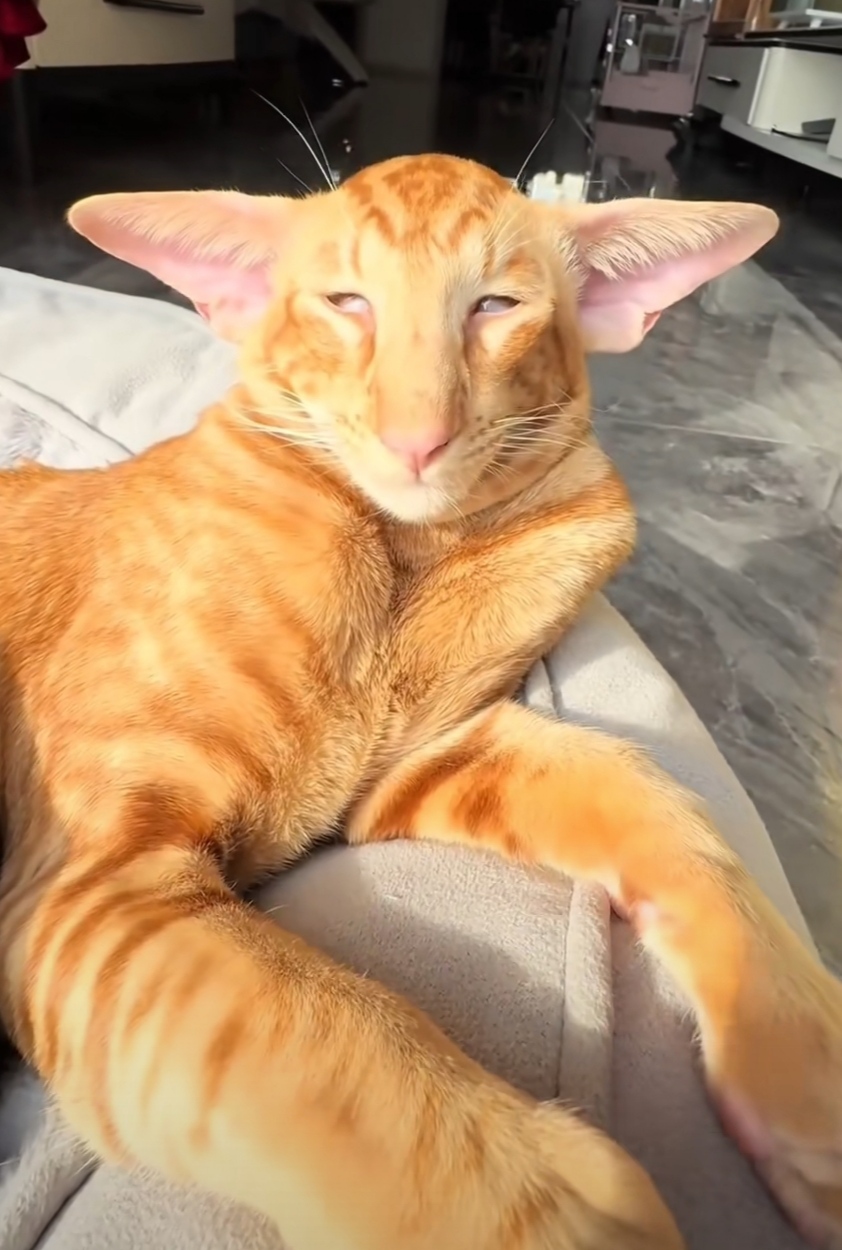 可爱,猫咪,awsl