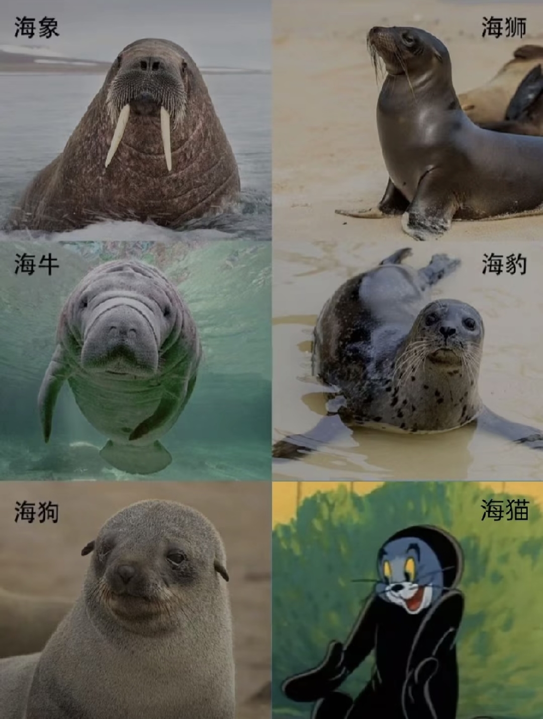 Mygo,祥子,爱音,梗图,王者,疯狂星期四,红包,我去居然能加这么多标签,塞尔达,林克