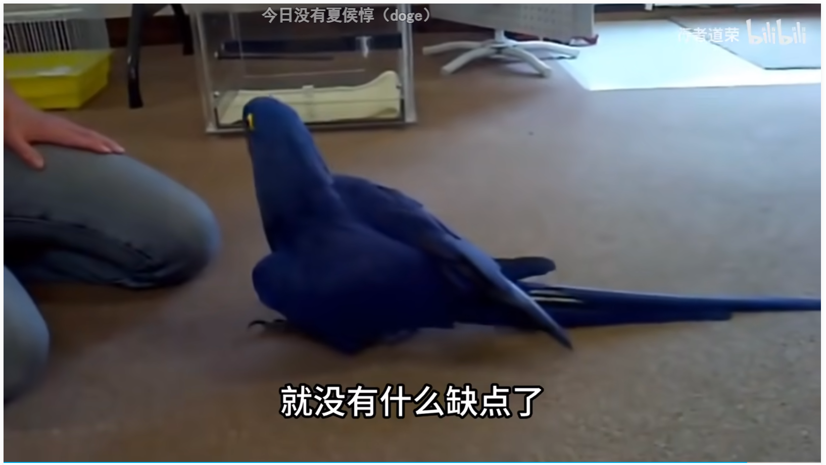 鹦鹉,中大型鹦鹉