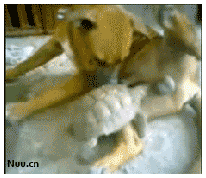 梗图,meme,动图,GIF