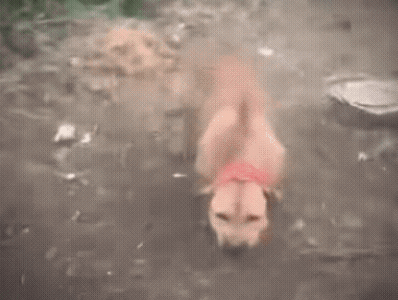 动图,GIF,meme