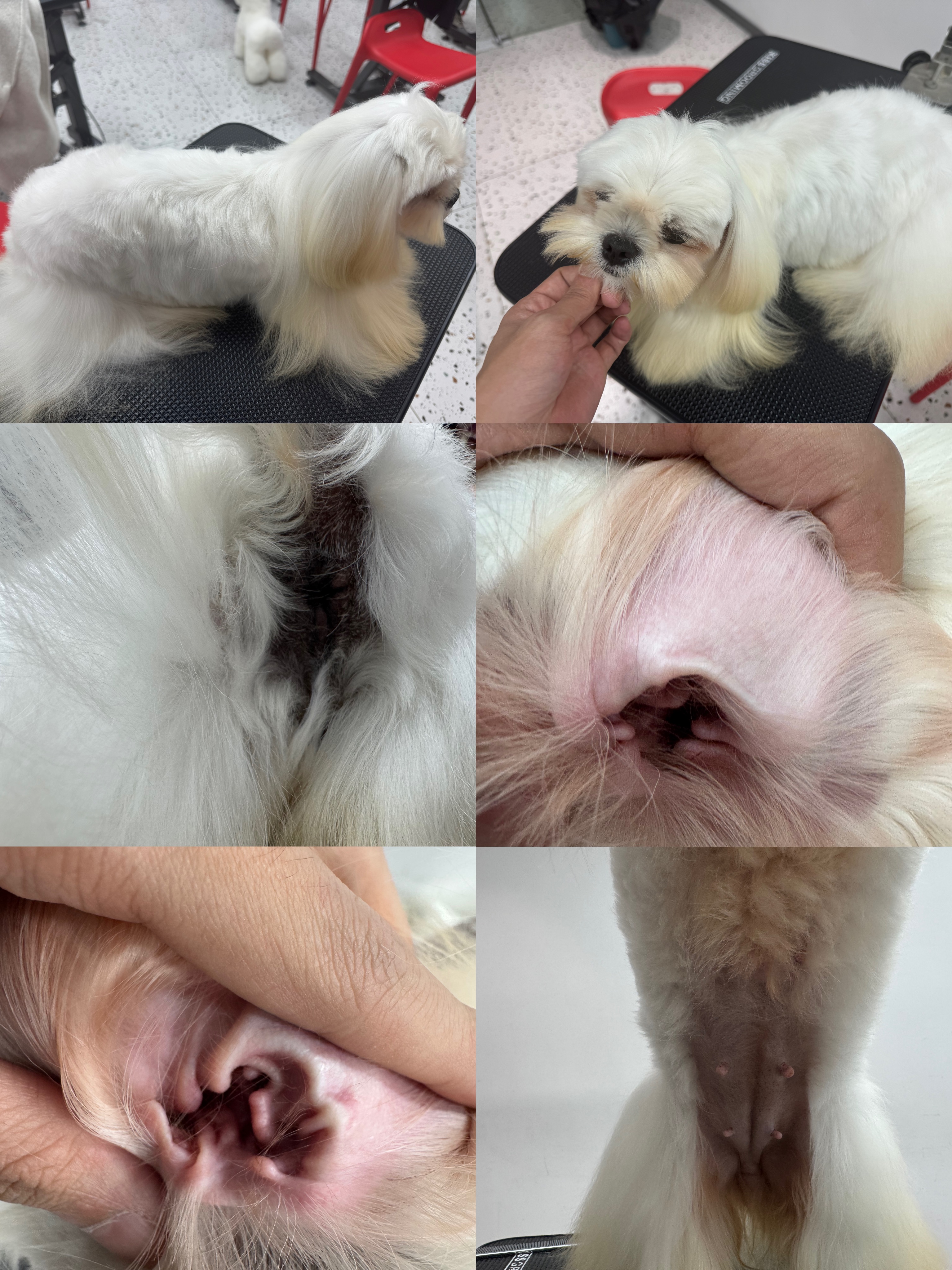 宠物,狗,猫,美容,打扮,造型,清洁