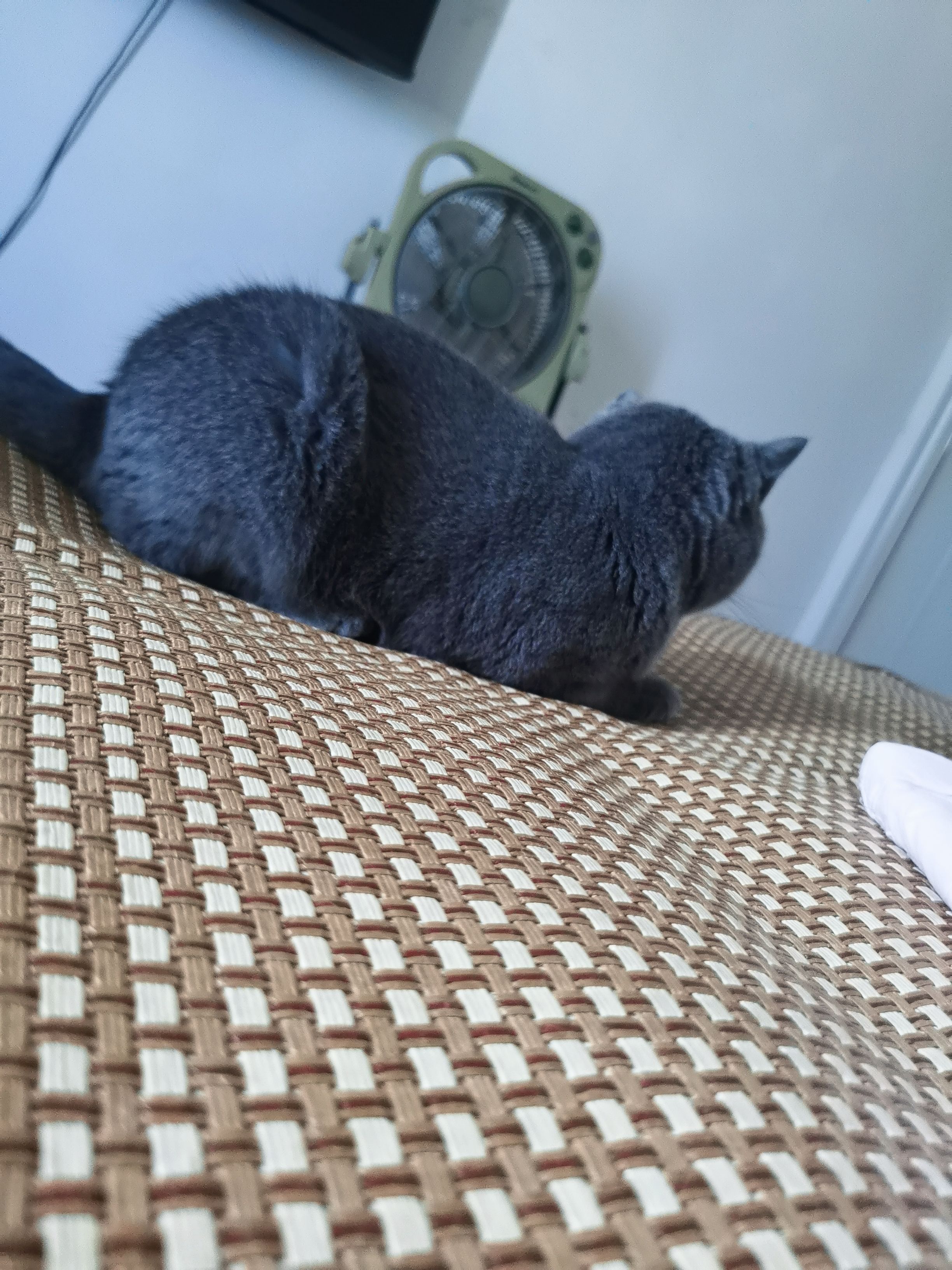 猫猫
