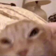 动图,GIF,meme