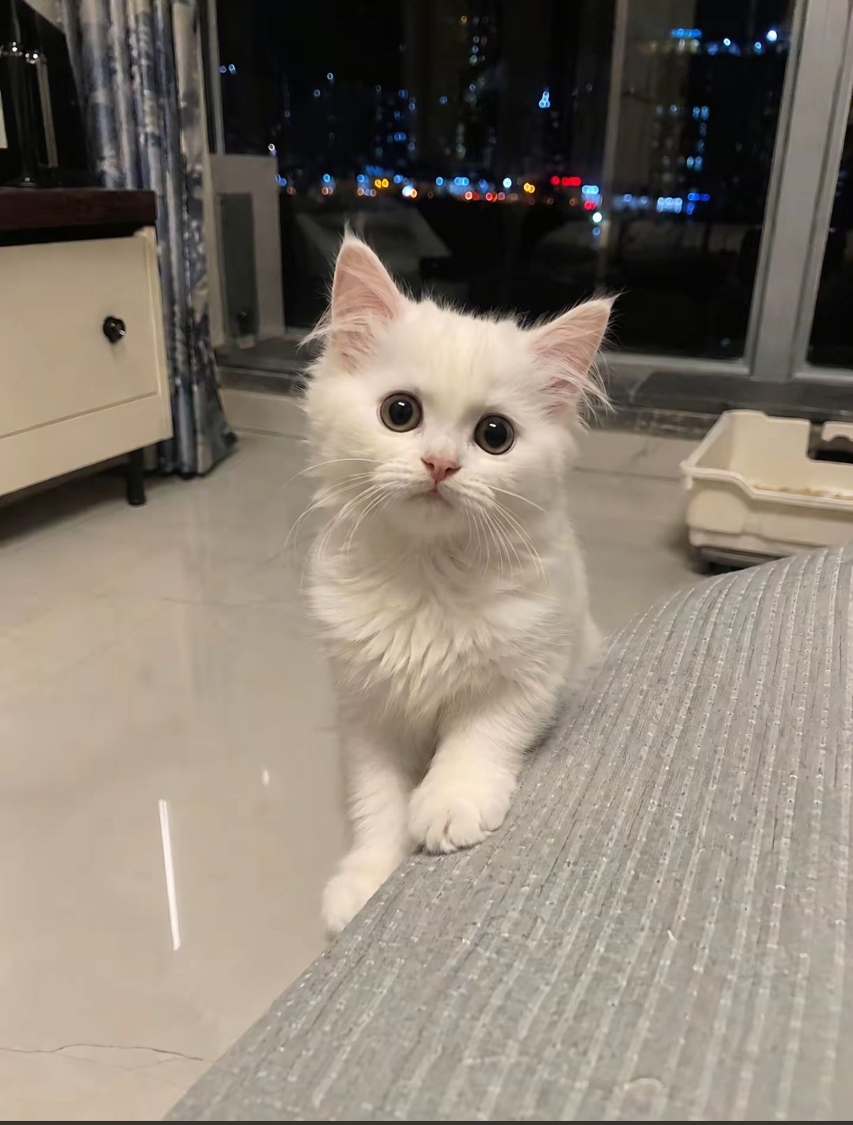 纯爱,猫,电视,邻居