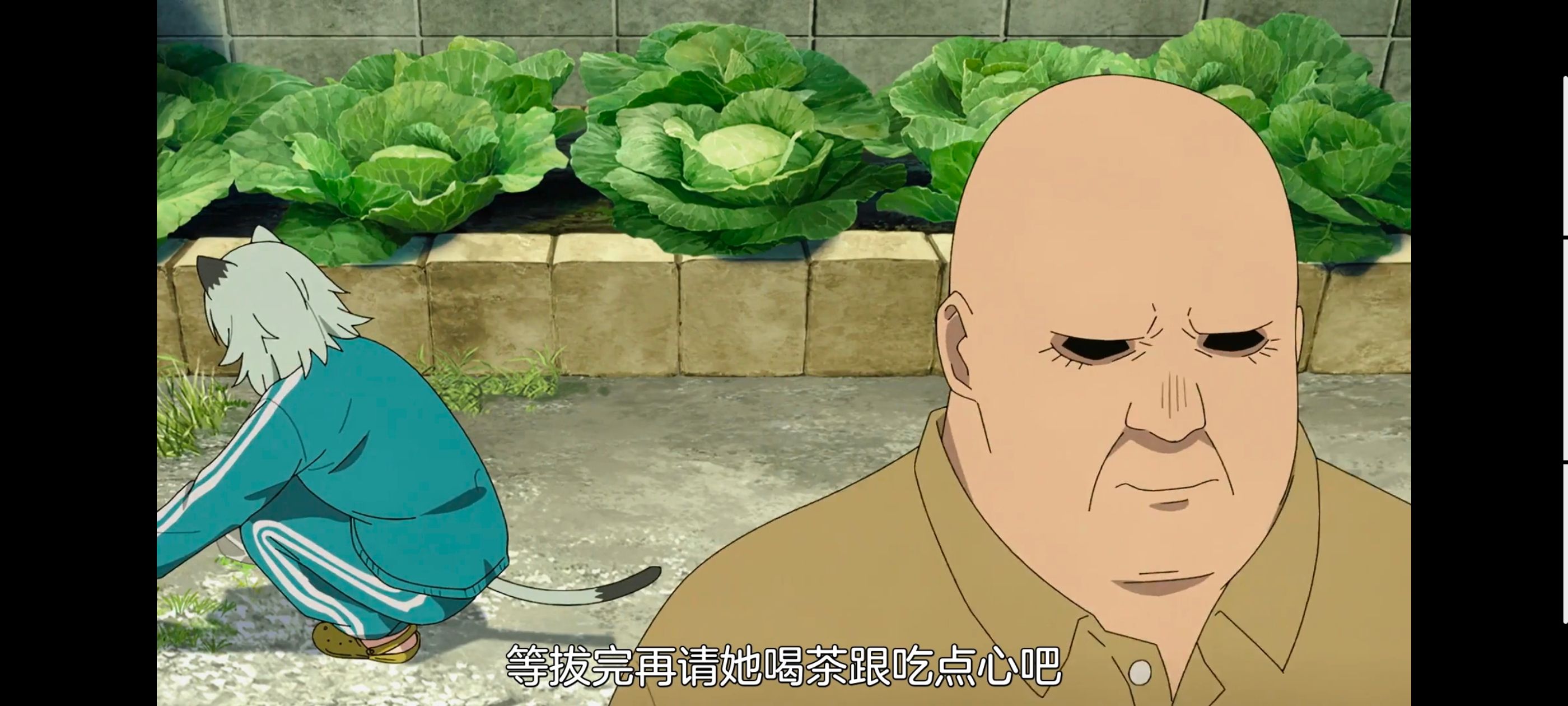 雅尼猫,尼古喵喵,动画,动漫,番剧,日漫,二次元,ACG