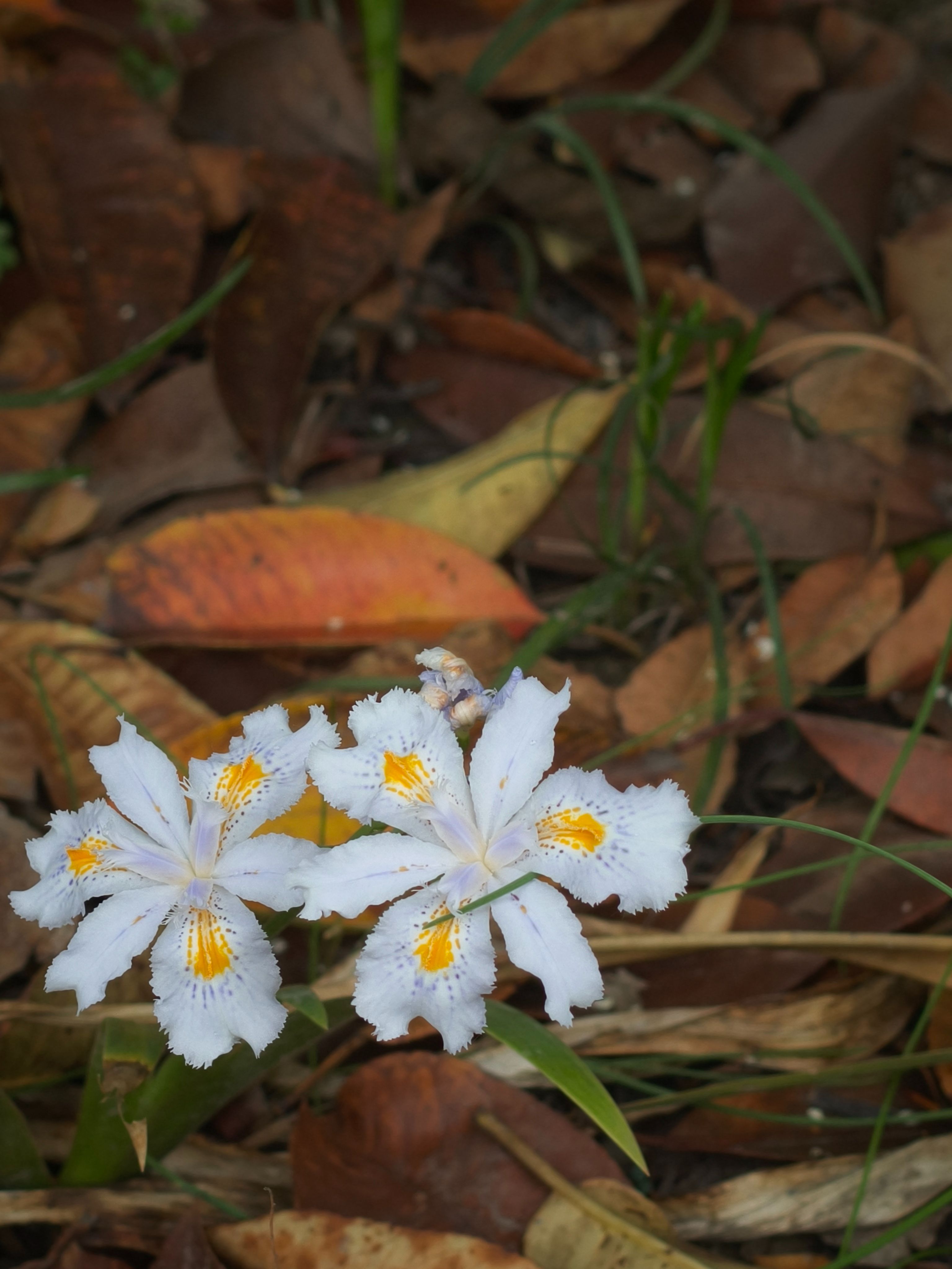 樱花,出游,日常,赏花