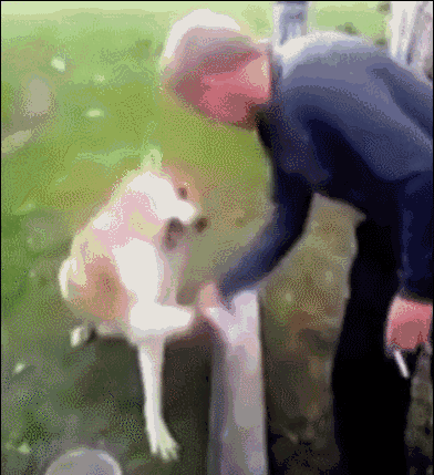 动图,GIF,meme