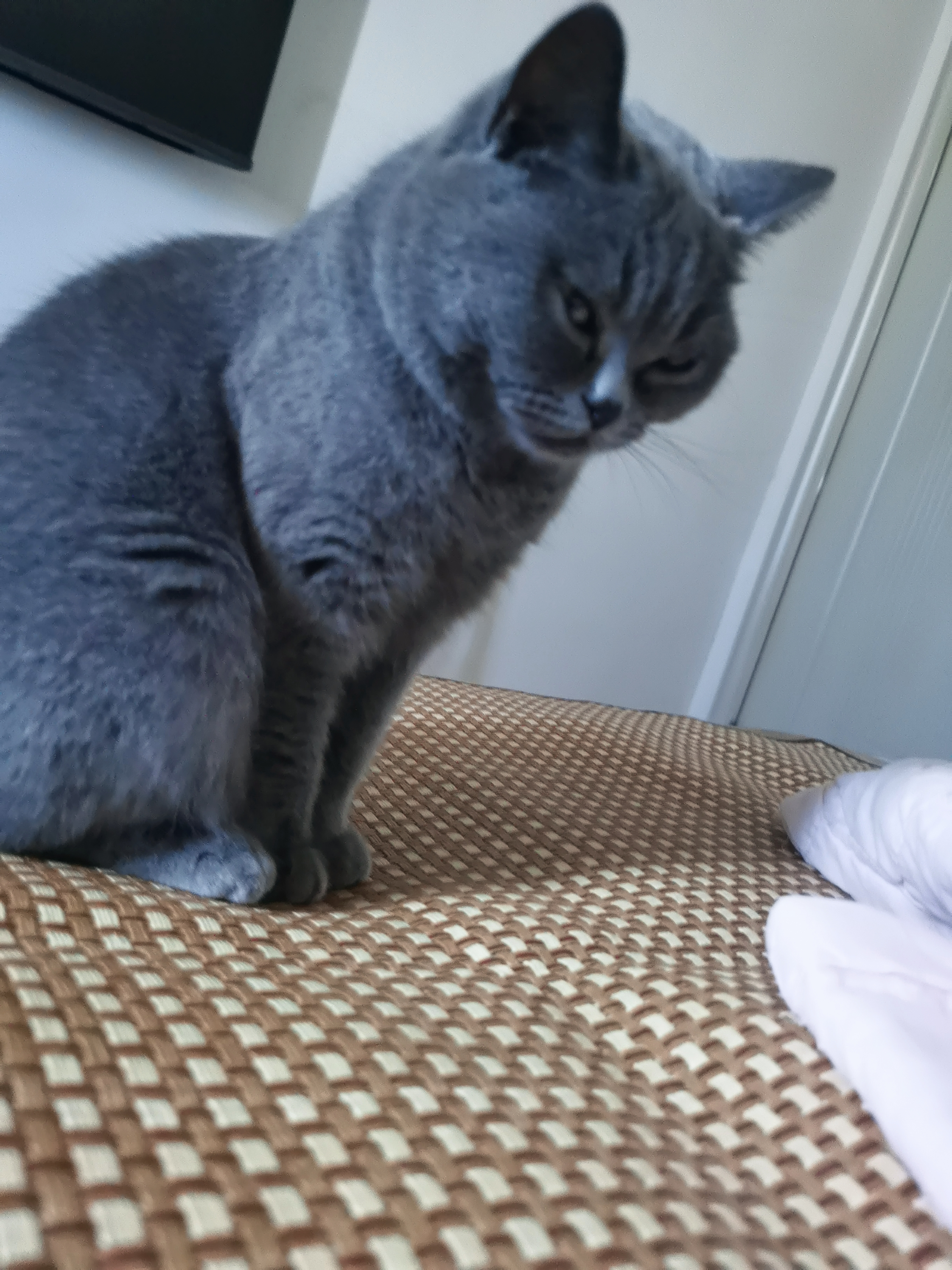 猫猫