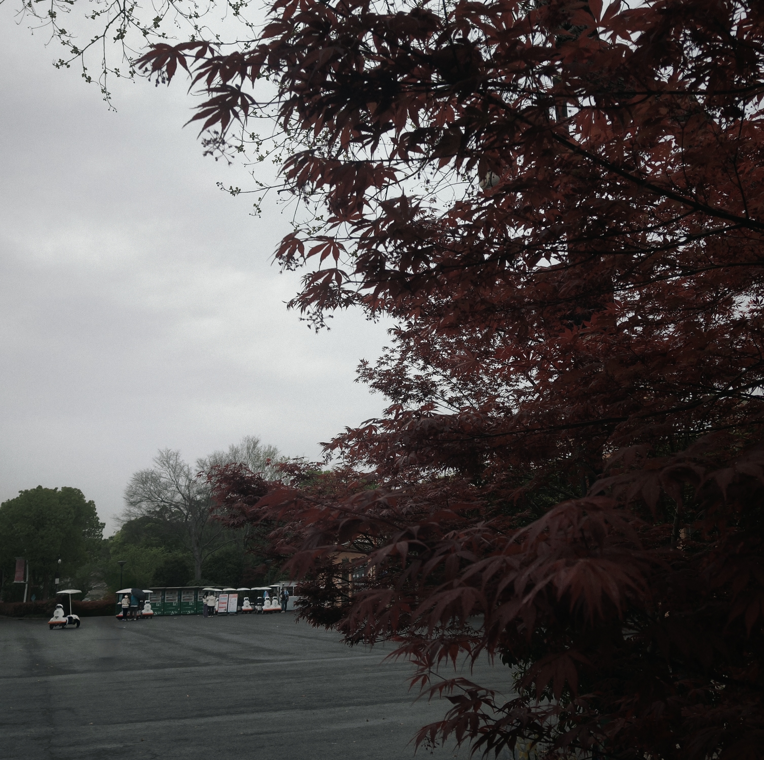 樱花,出游,日常,赏花