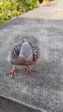 动图,meme,梗图,GIF