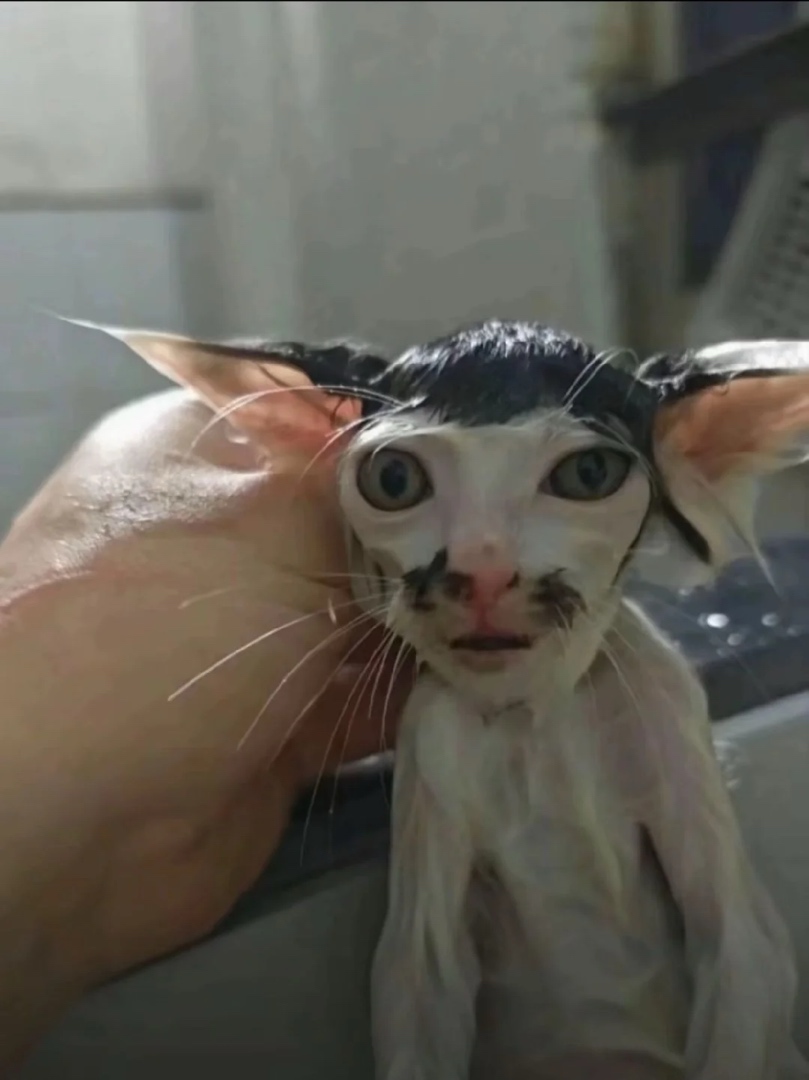 可爱,猫咪,awsl