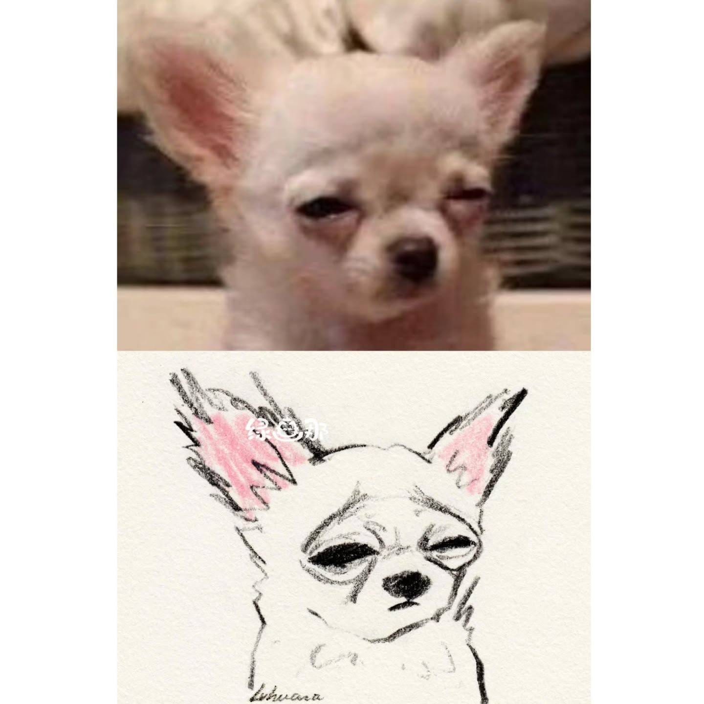 绿画那,插画,猫猫,可爱