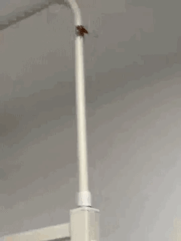 动图,GIF,meme