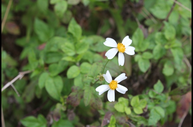 登山,记叙文,轻音少女