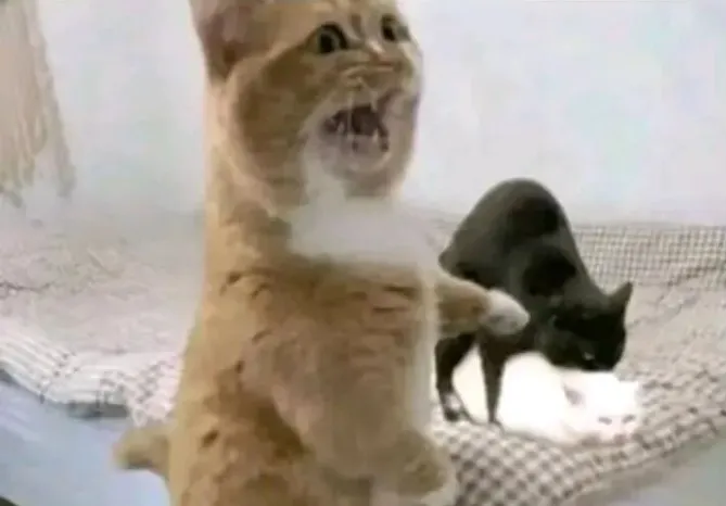 /static/5796133b33580bfd1da321dbfba8e0fce688609ae24ea12ad85b3f27d159aedb.png