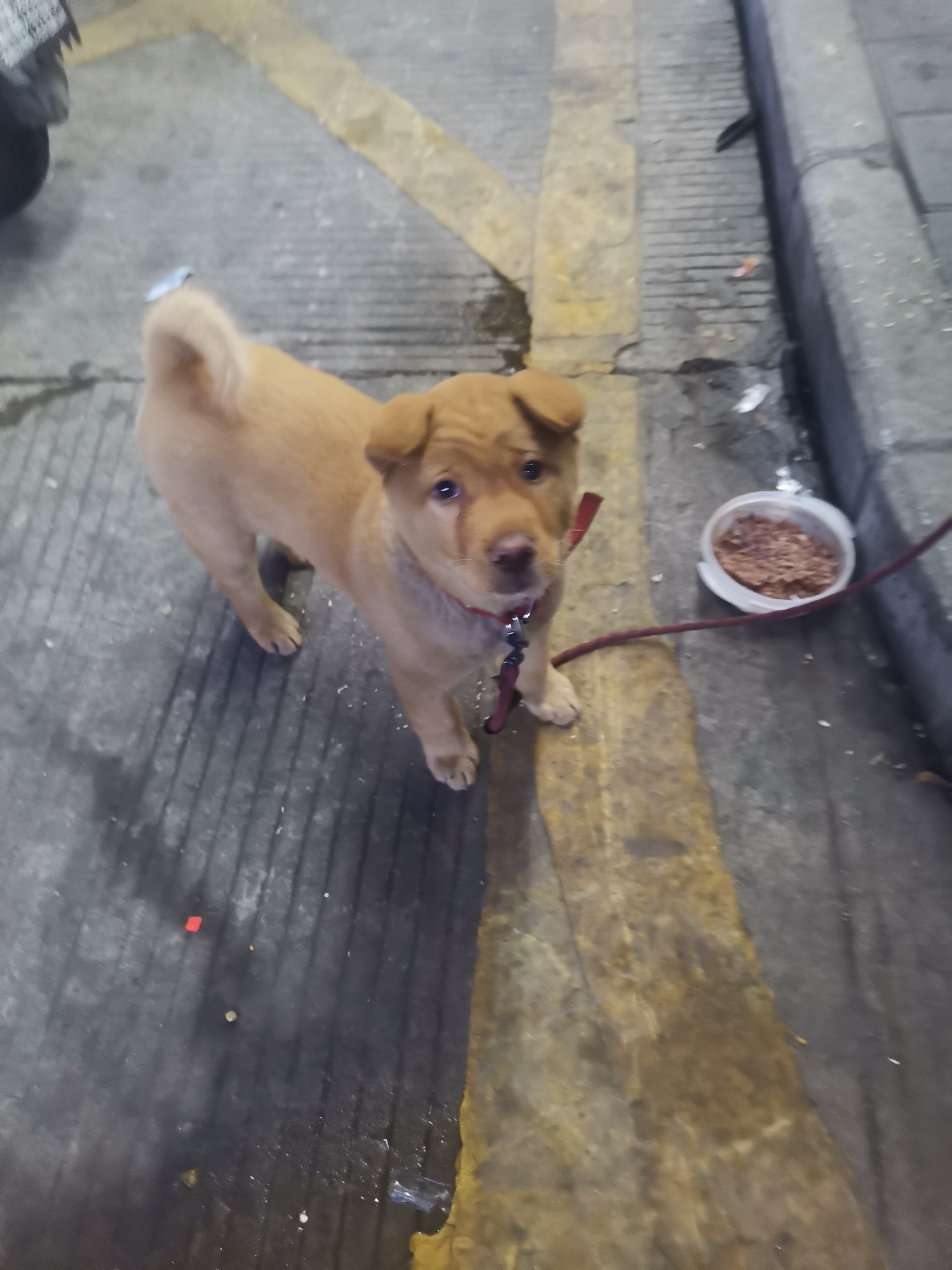 文学,新辰一报,五月飘雪