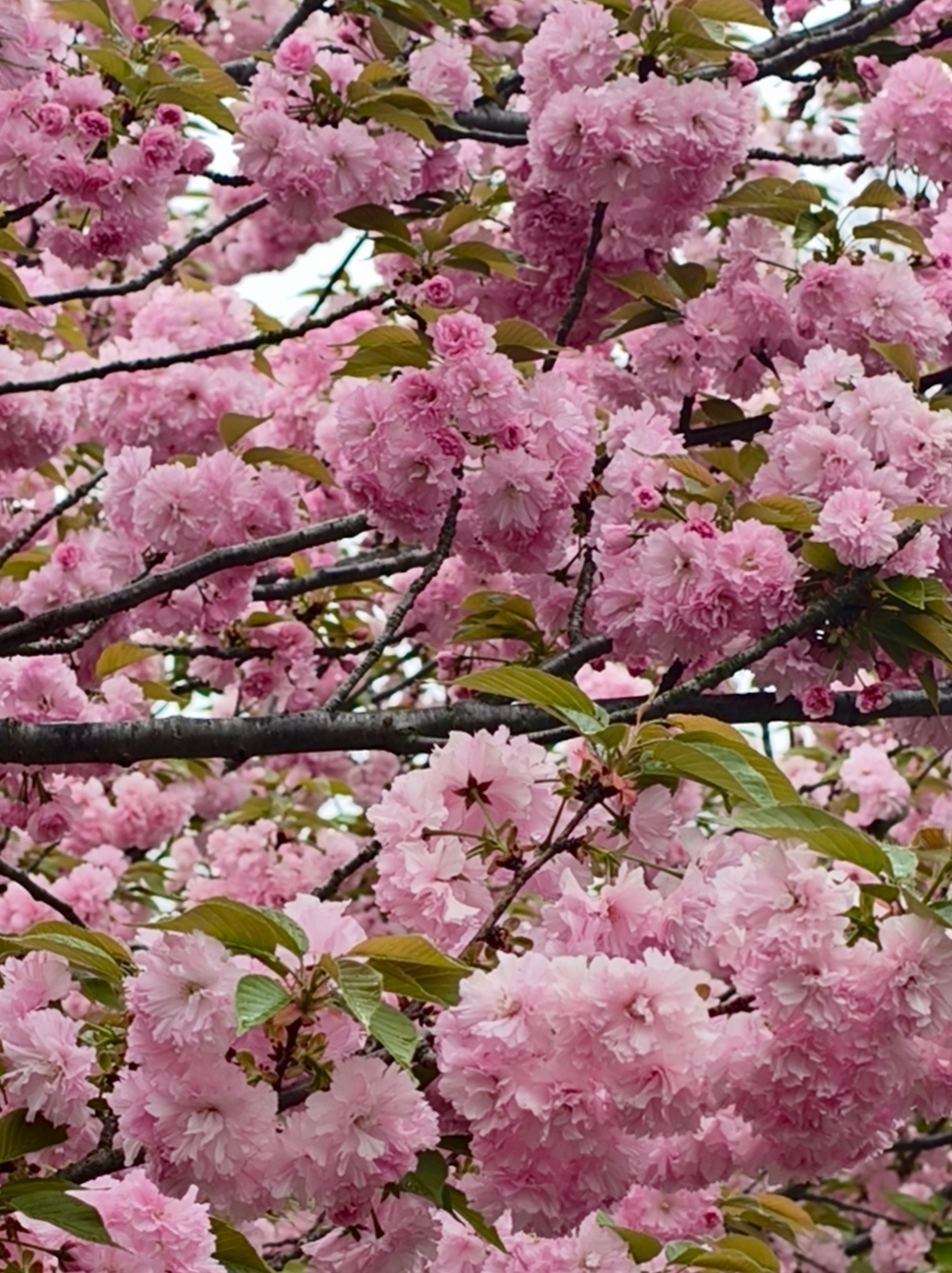 樱花,出游,日常,赏花