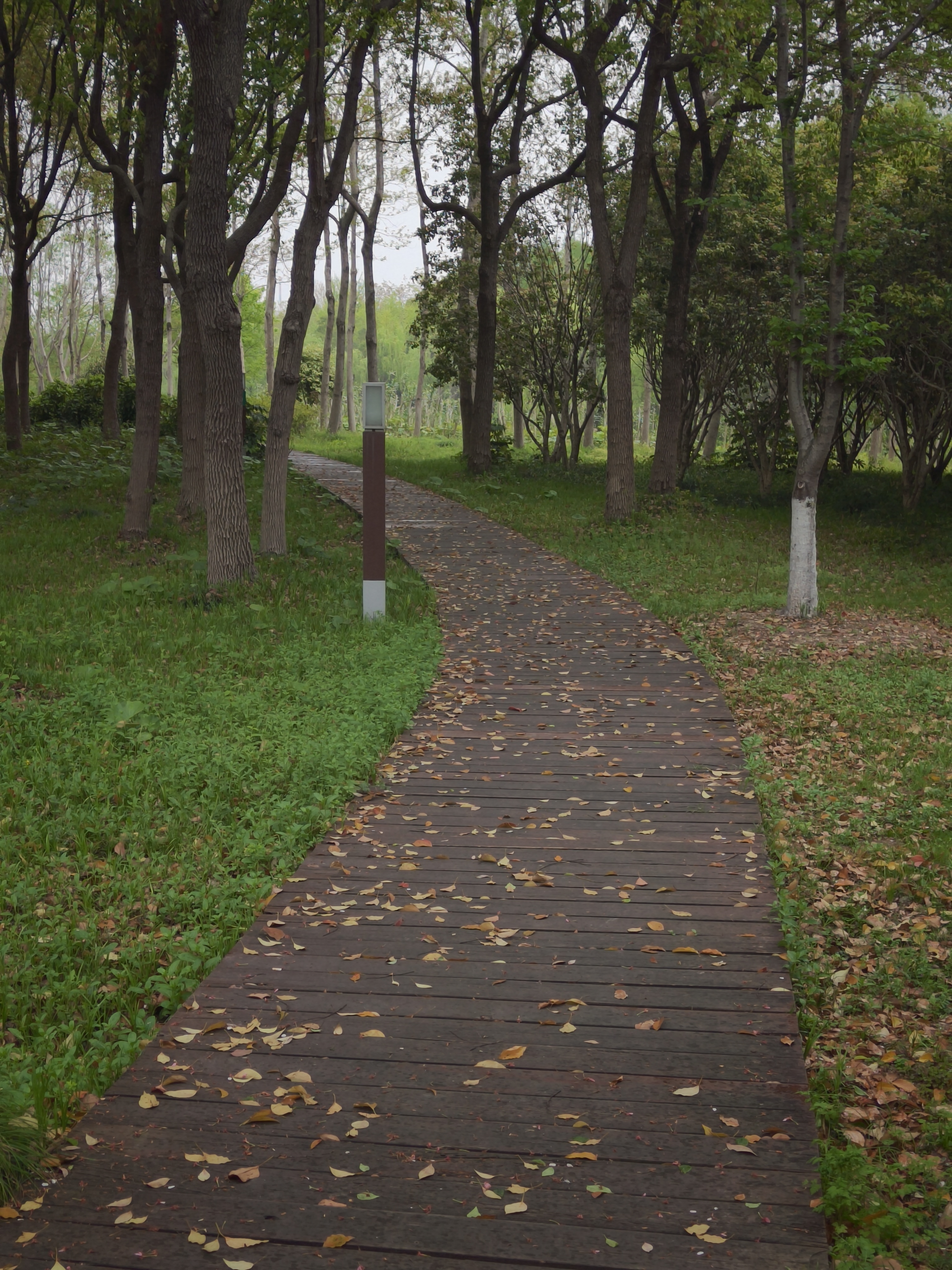 樱花,出游,日常,赏花