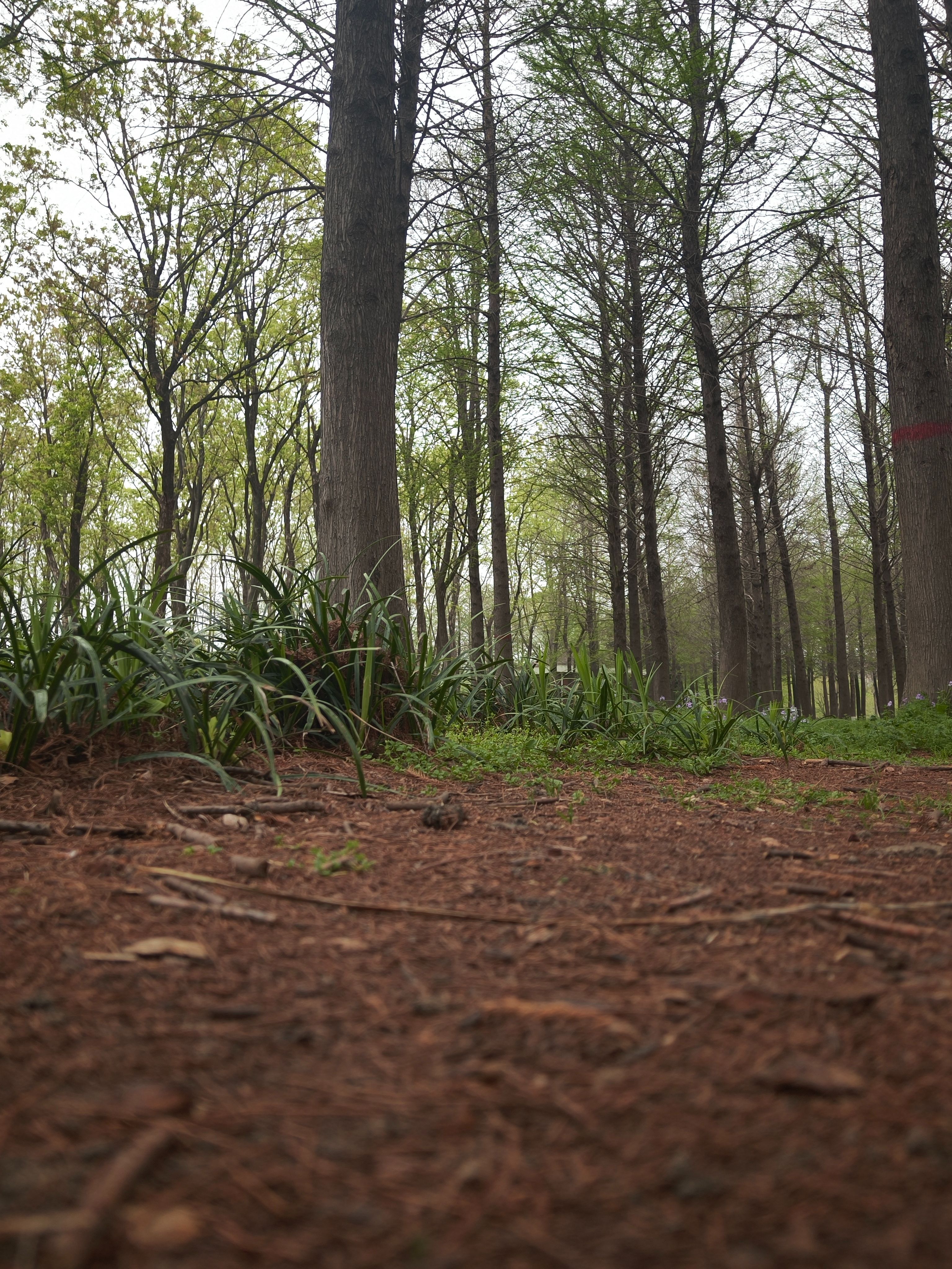 樱花,出游,日常,赏花