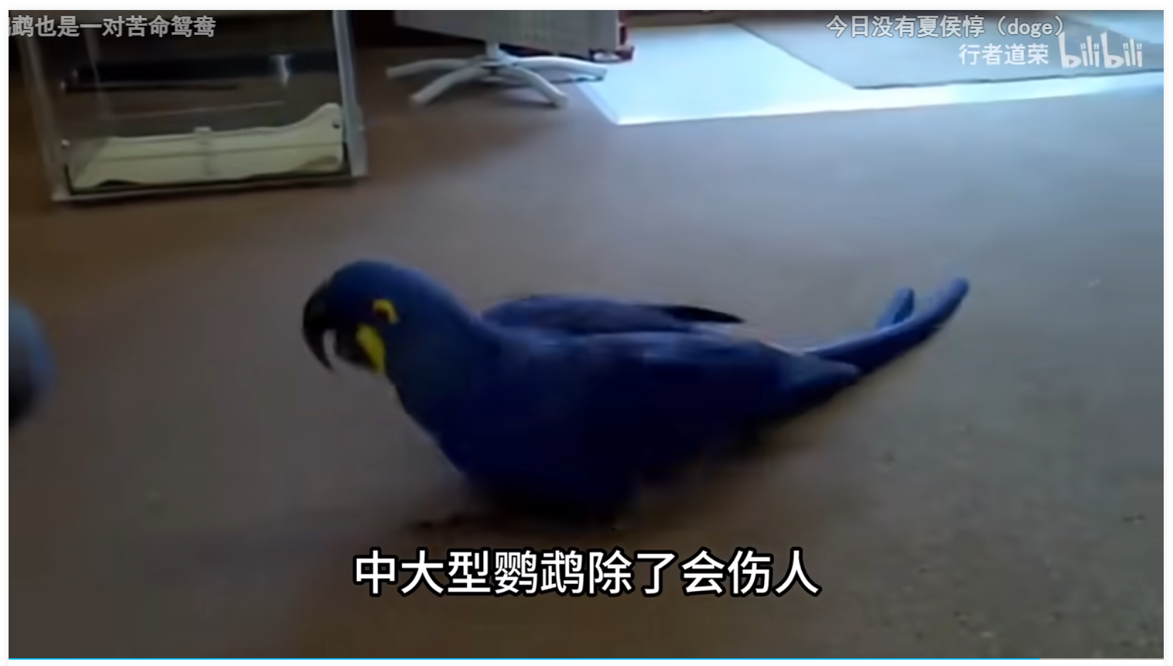 鹦鹉,中大型鹦鹉