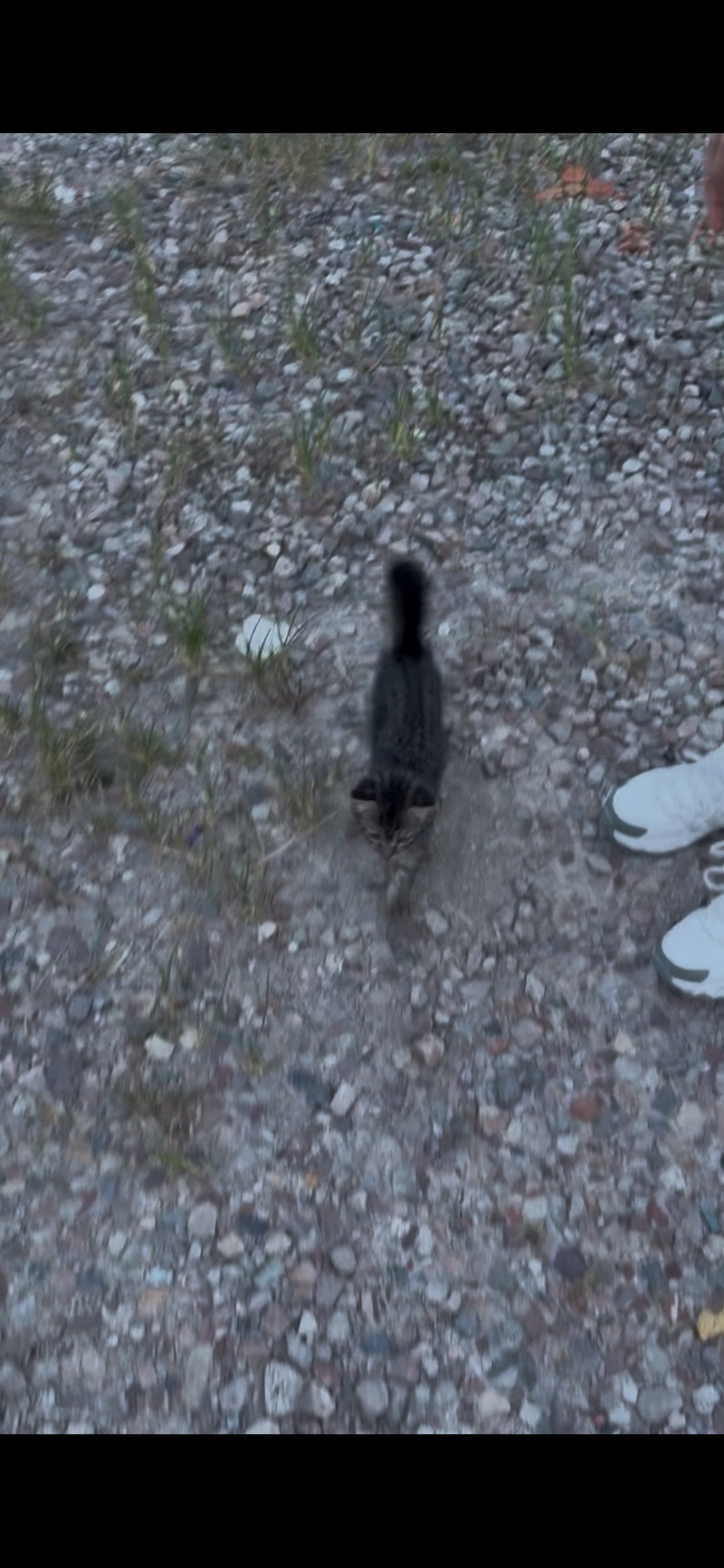 爵士豪猫