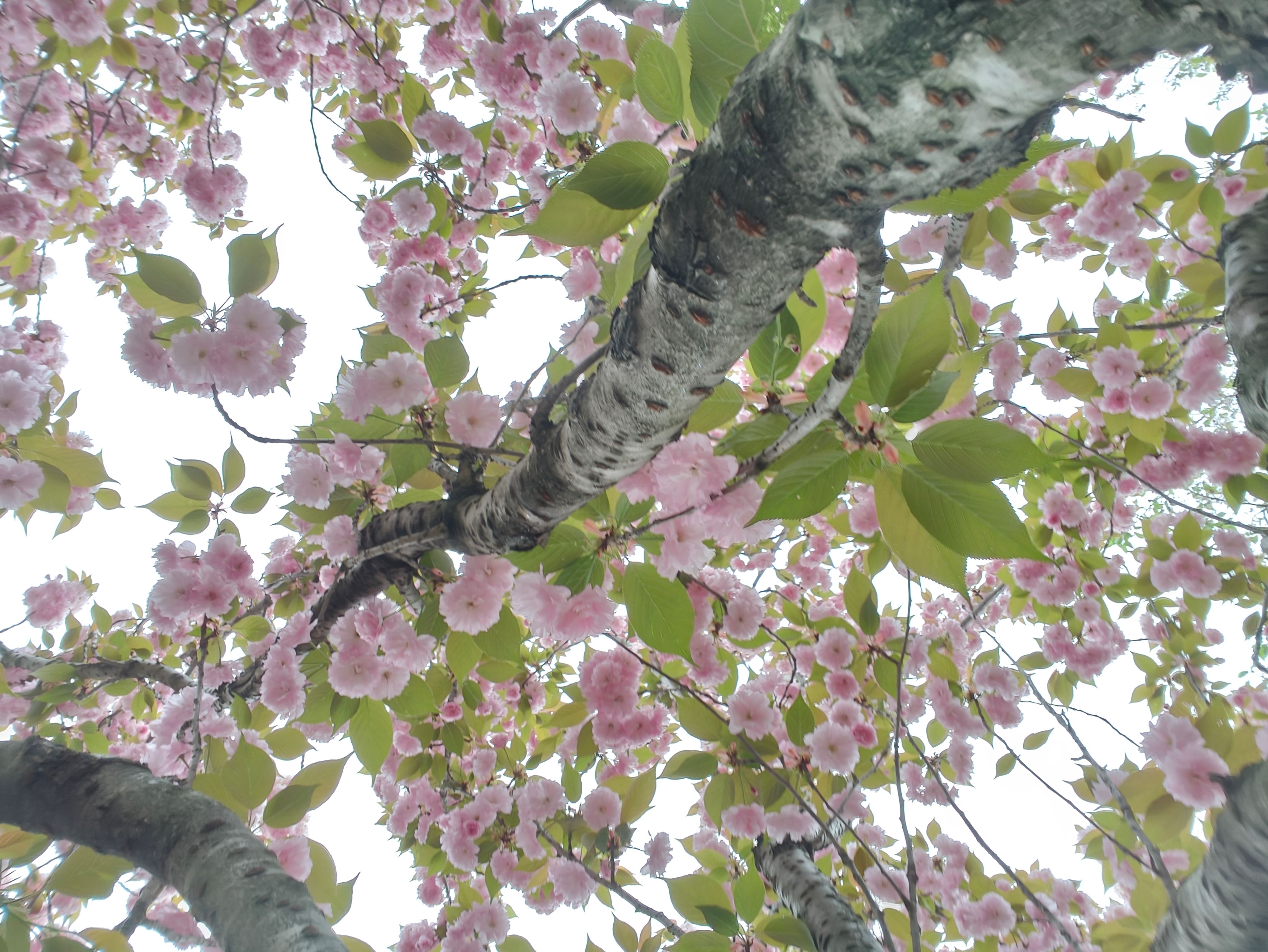 樱花,出游,日常,赏花