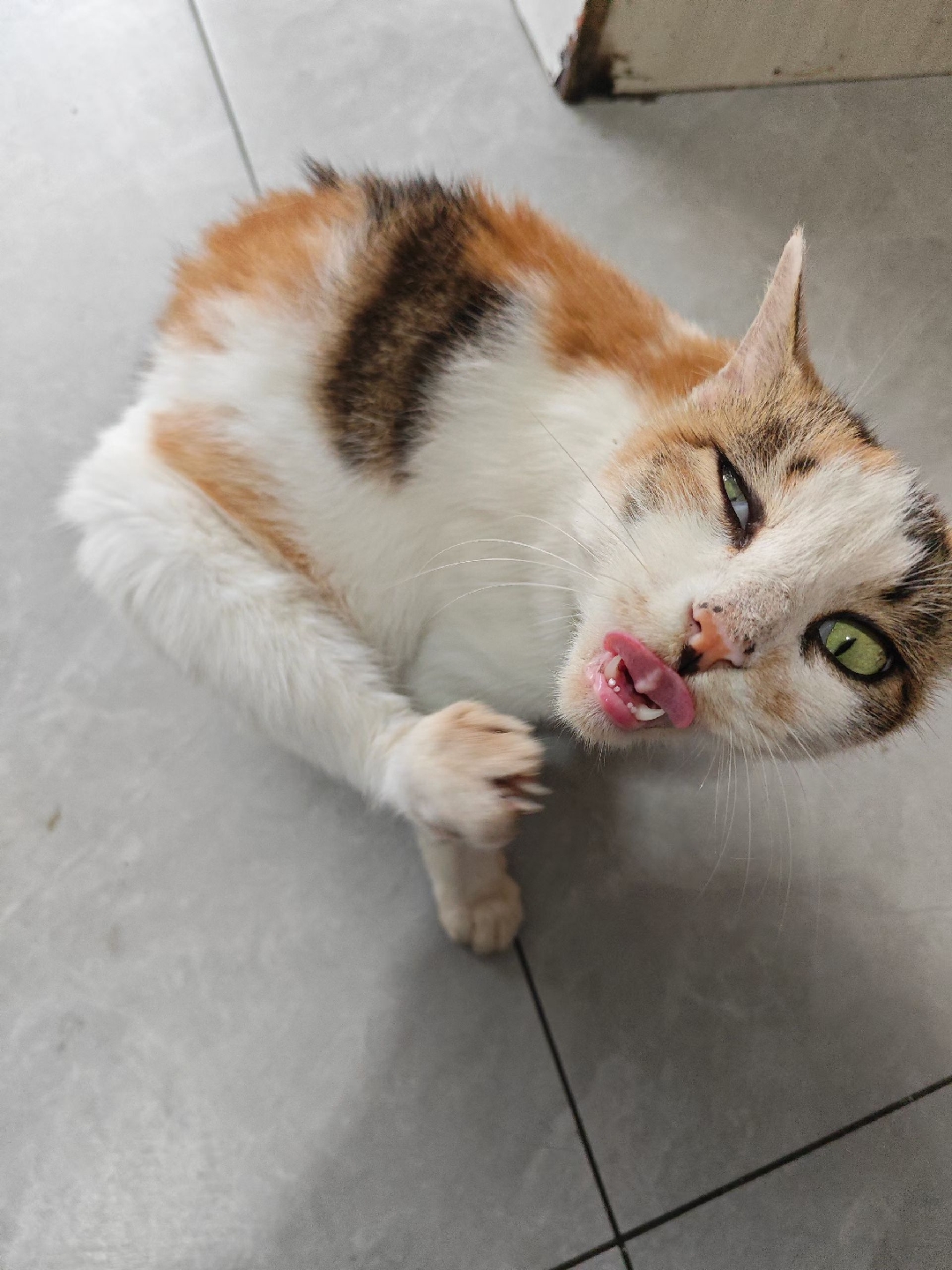 可爱,猫咪,awsl