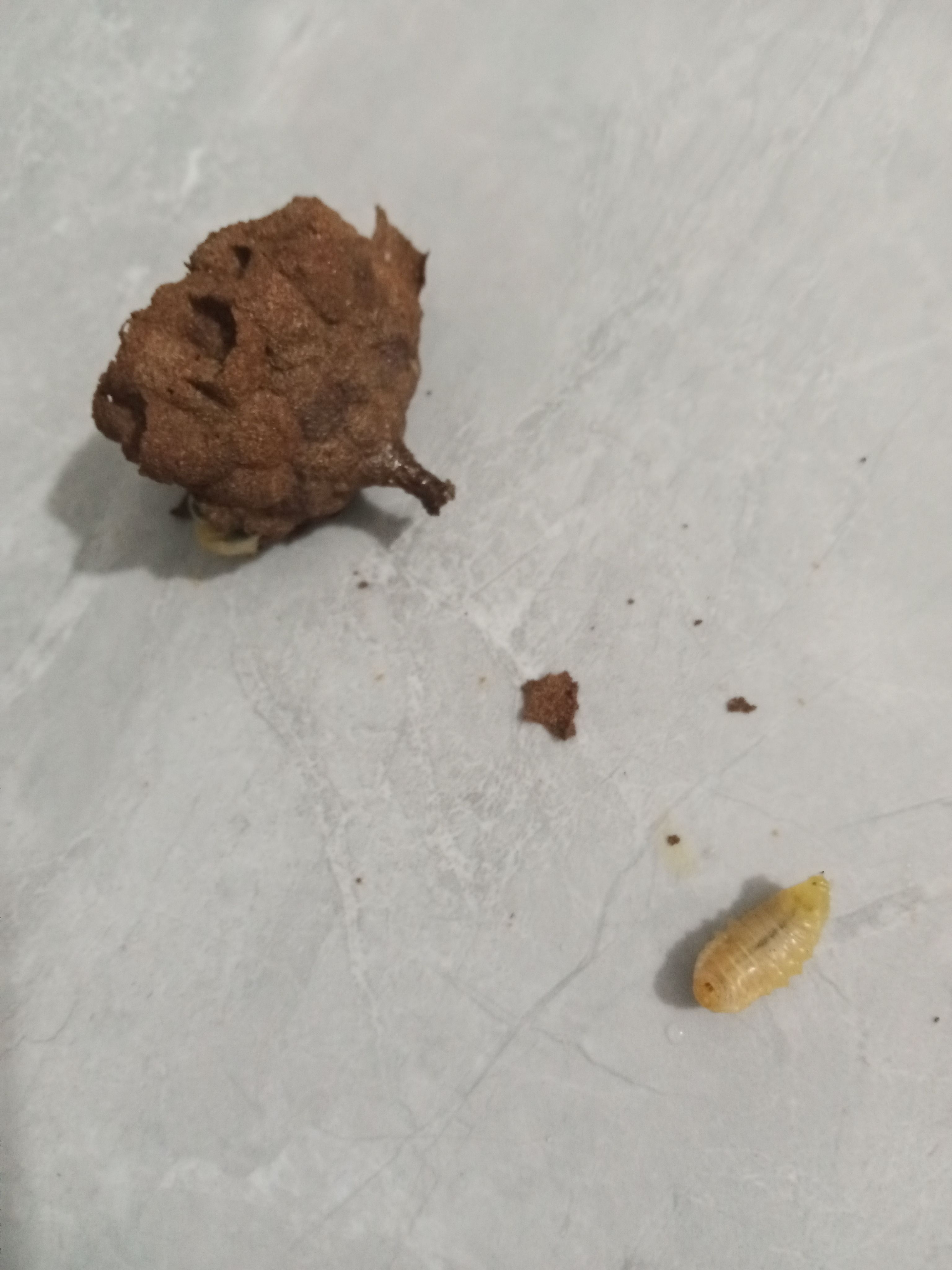 马蜂