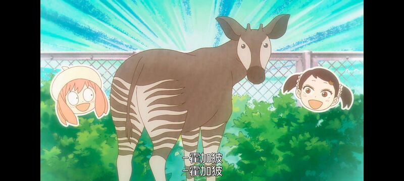 间谍过家家,SPYFAMILY,动画,动漫,番剧,ACG