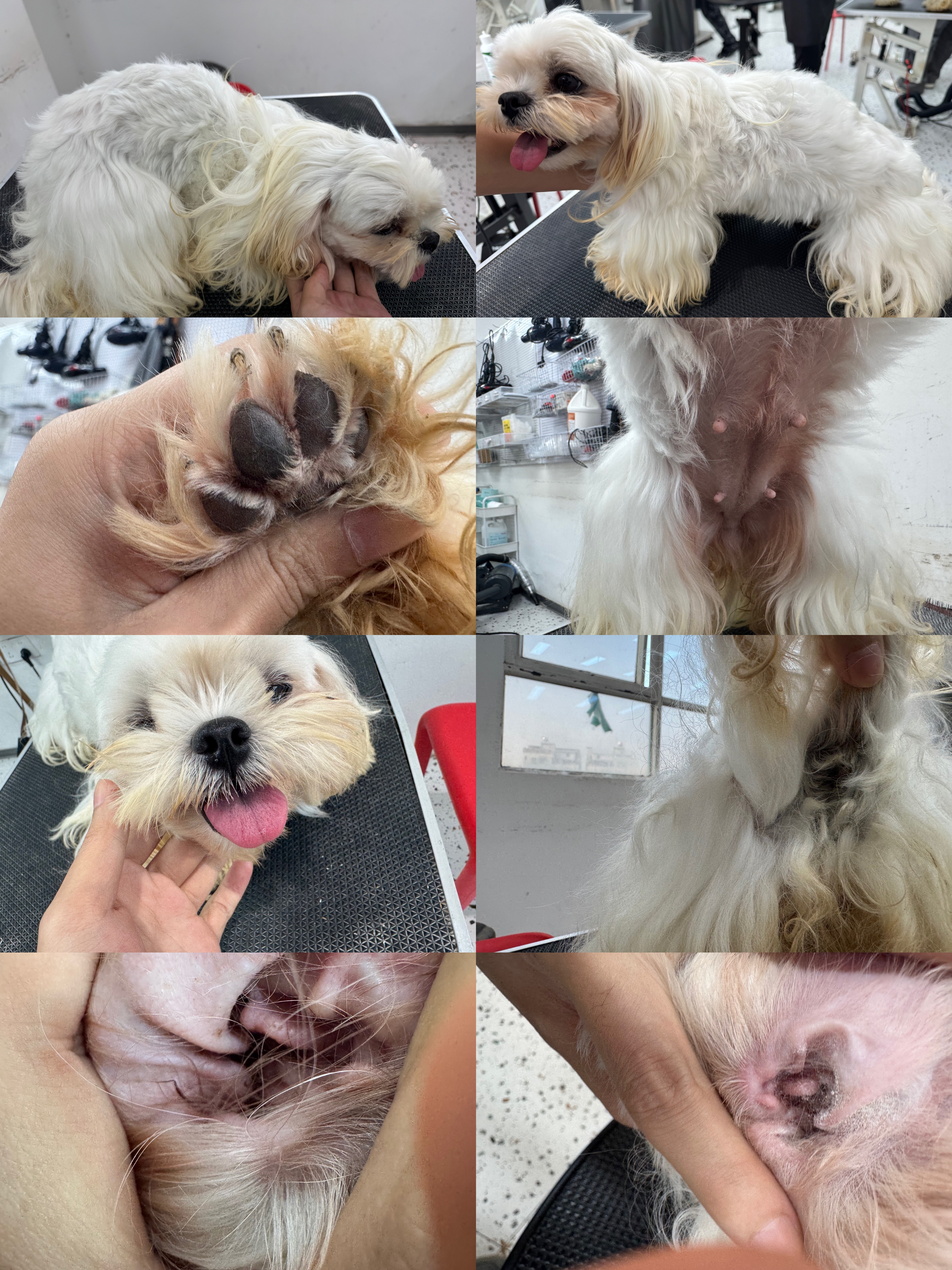 宠物,狗,猫,美容,打扮,造型,清洁