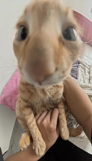 梗图,meme,动图,GIF