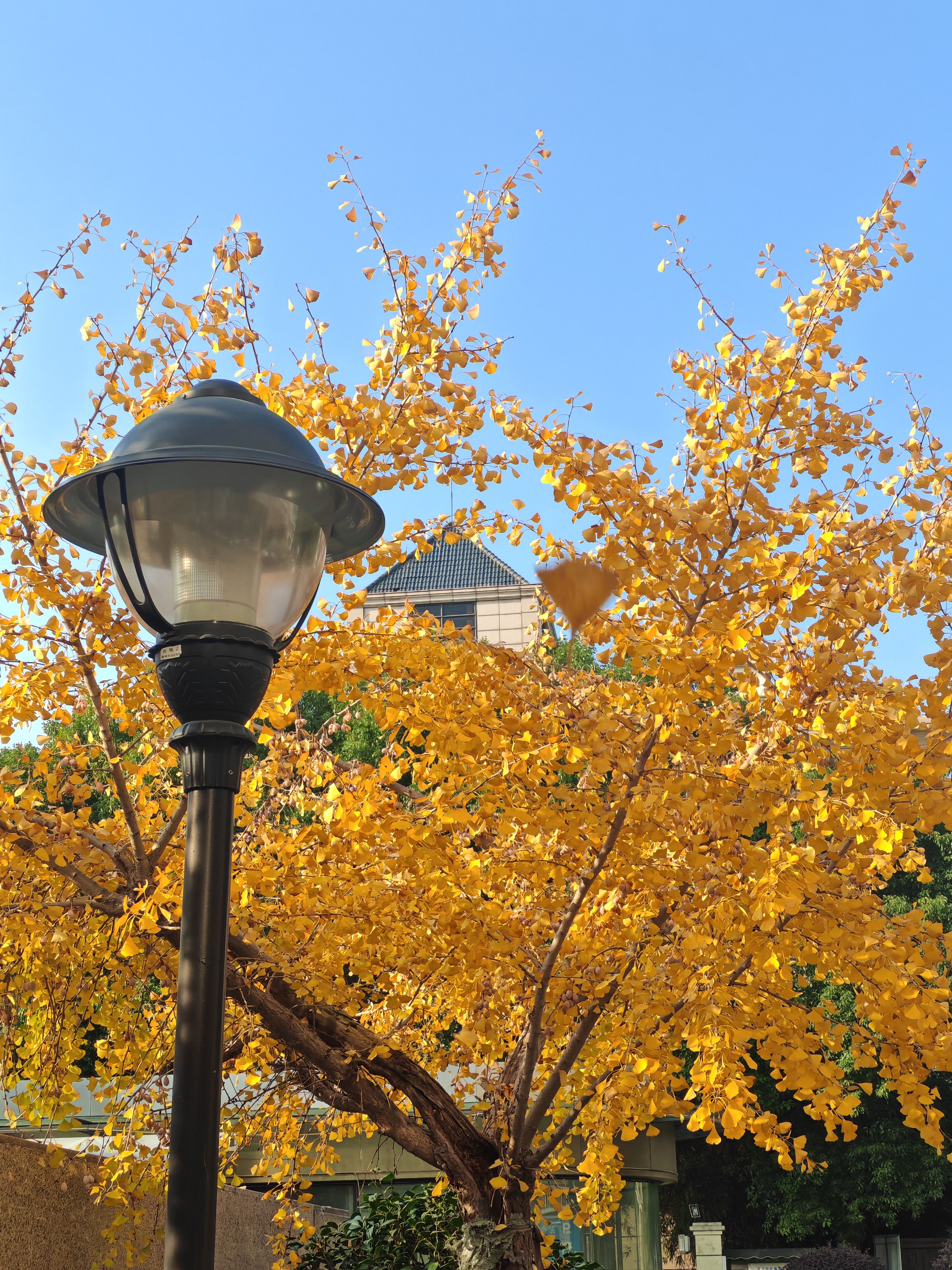 摄影,日常,冬景