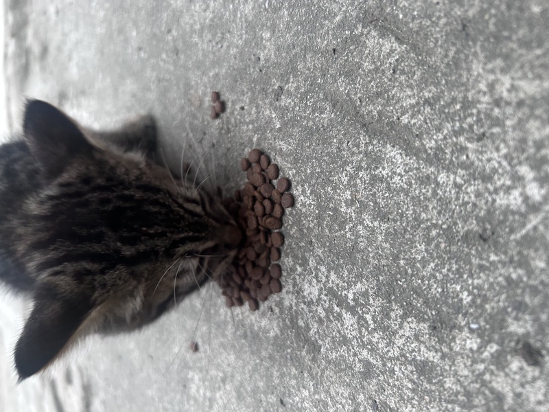 爵士豪猫