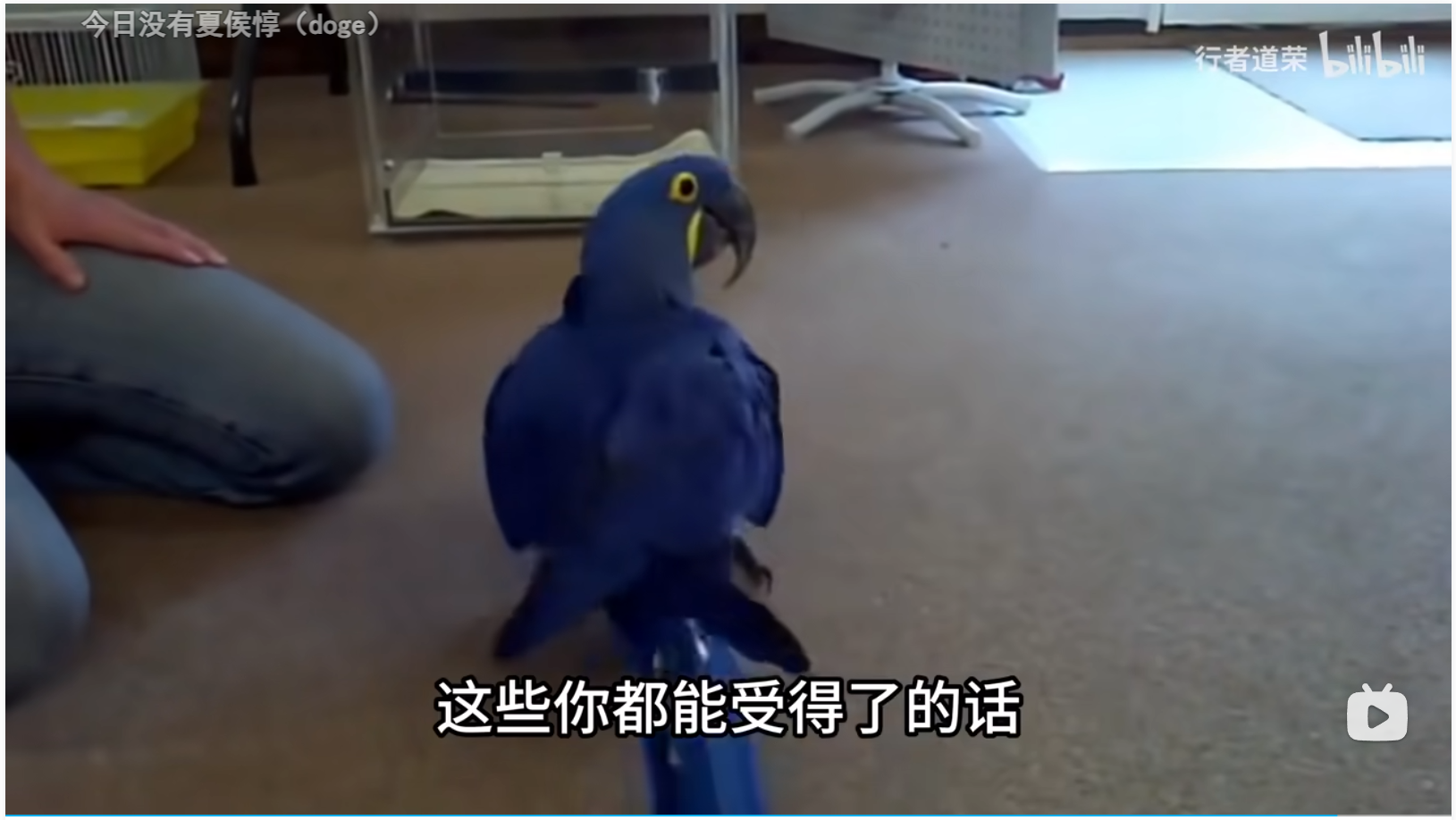 鹦鹉,中大型鹦鹉