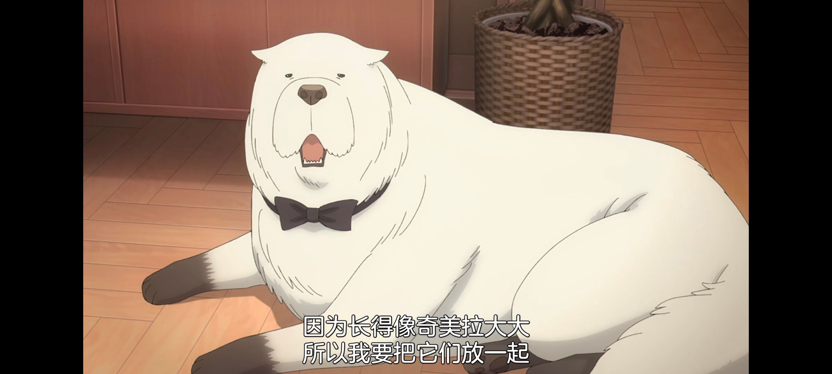 间谍过家家,SPYFAMILY,动画,动漫,番剧,ACG