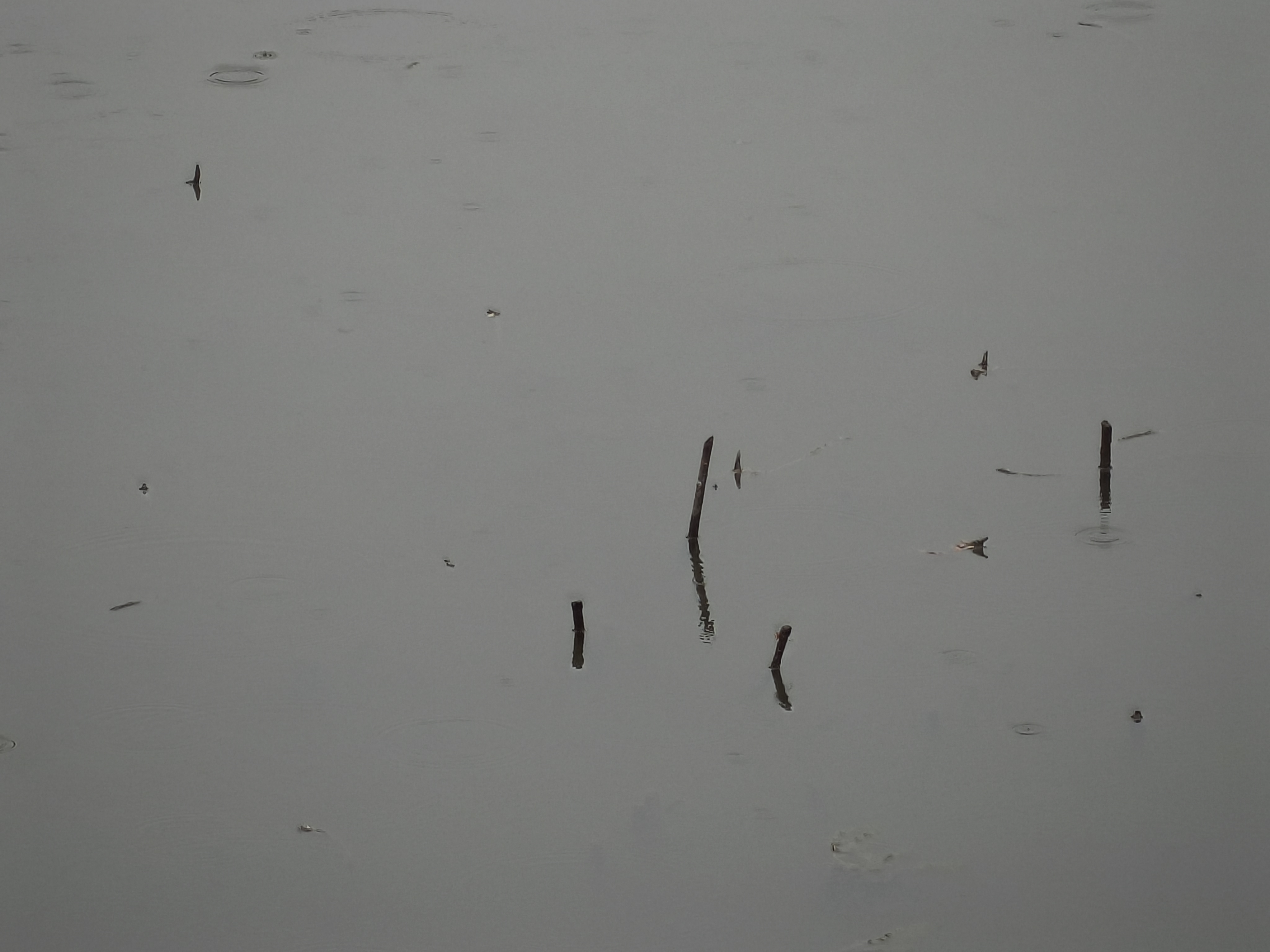 樱花,出游,日常,赏花