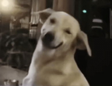 梗图,meme,动图,GIF