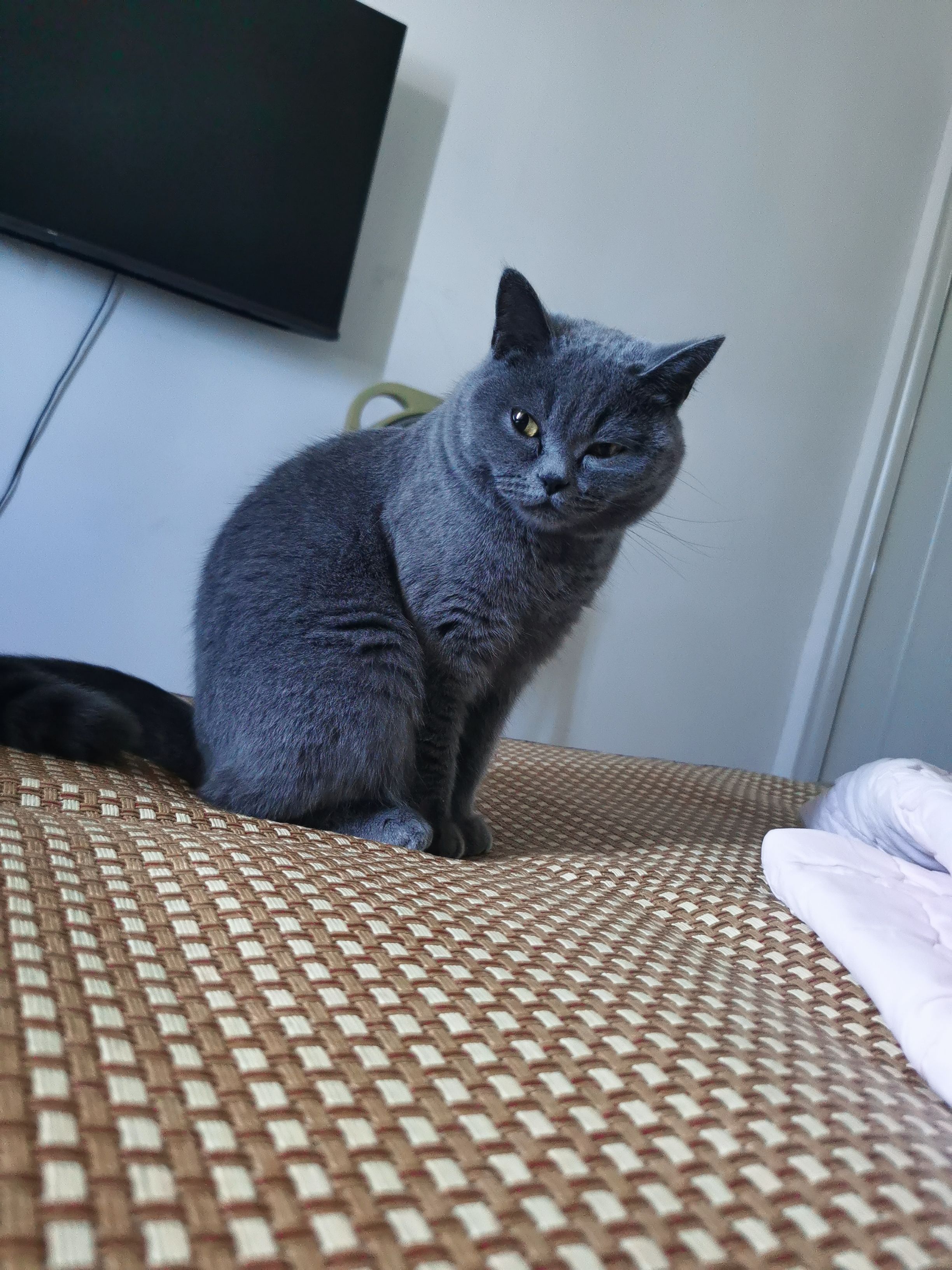 猫猫