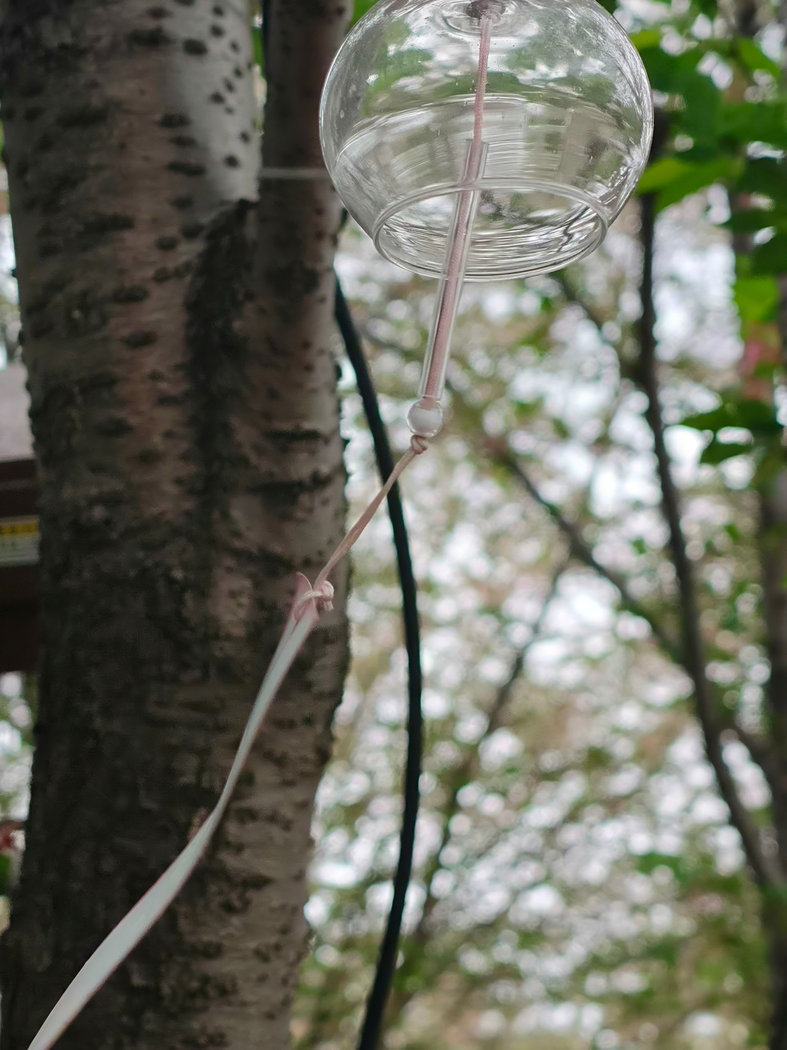 樱花,出游,日常,赏花