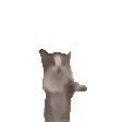 动图,GIF,meme