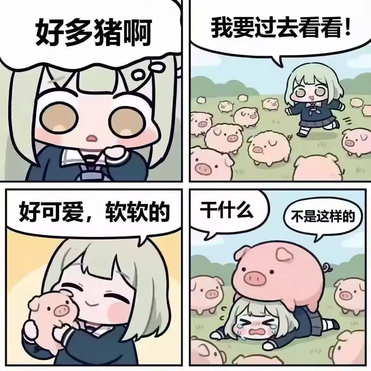 猪,猪猪,表情包