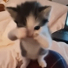 梗图,meme,动图,GIF