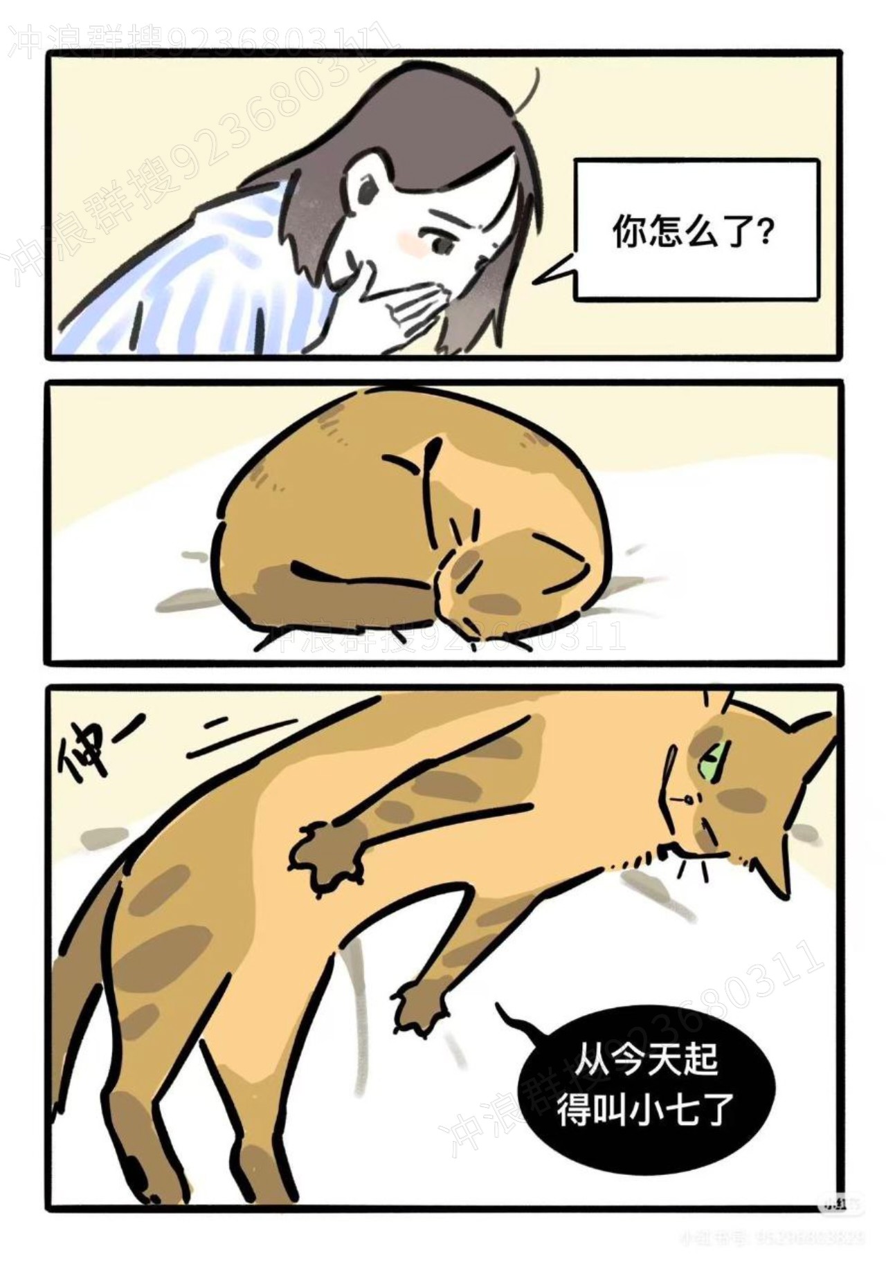 猫,故事