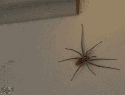 动图,GIF,meme