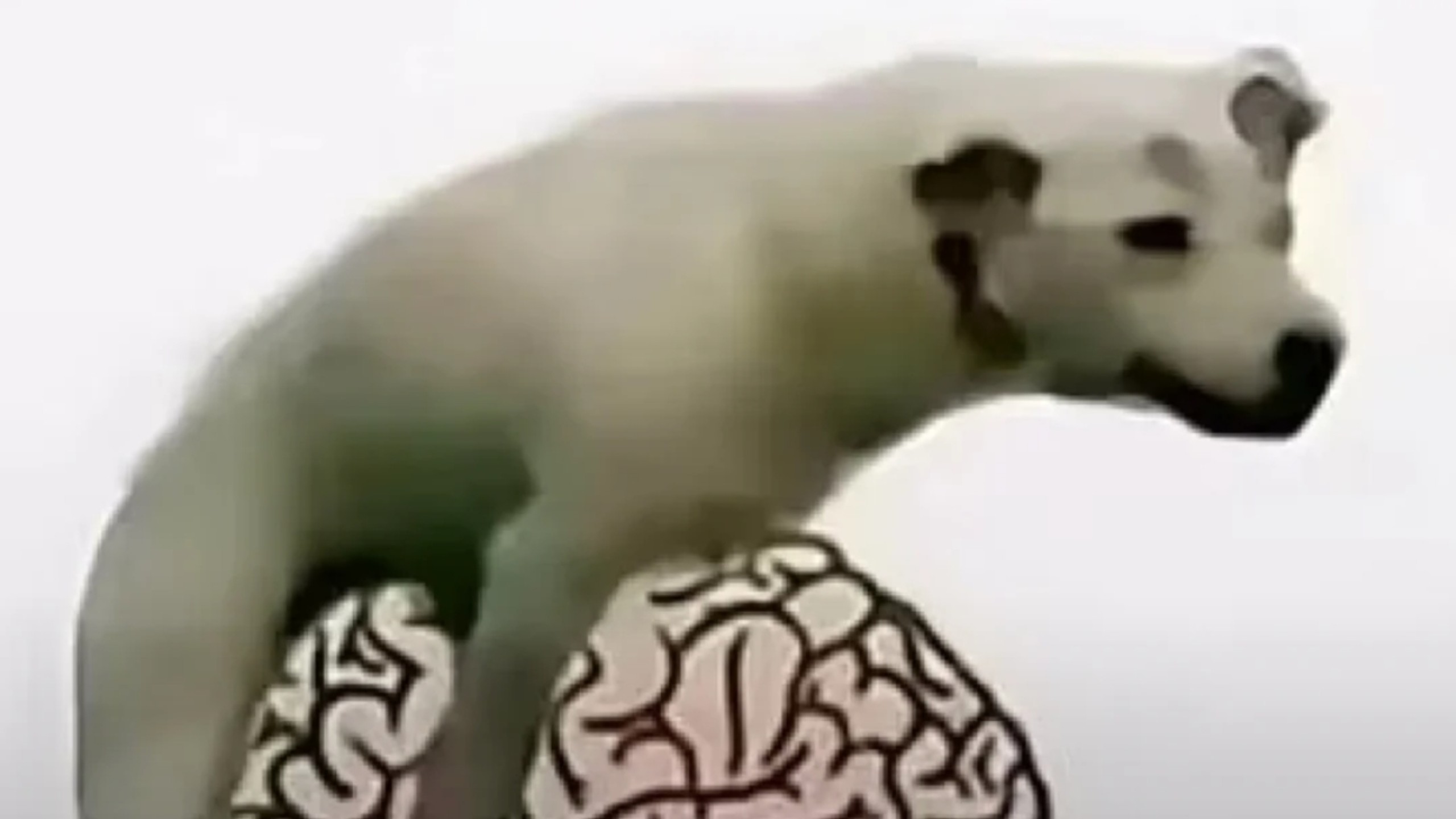动图,GIF,meme