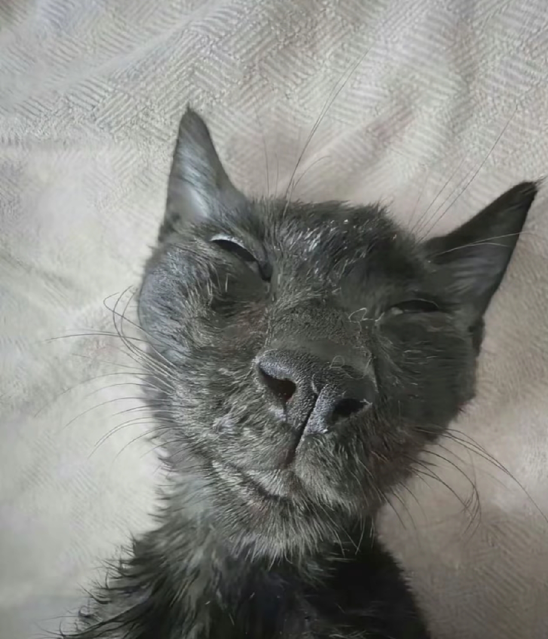 可爱,猫咪,awsl