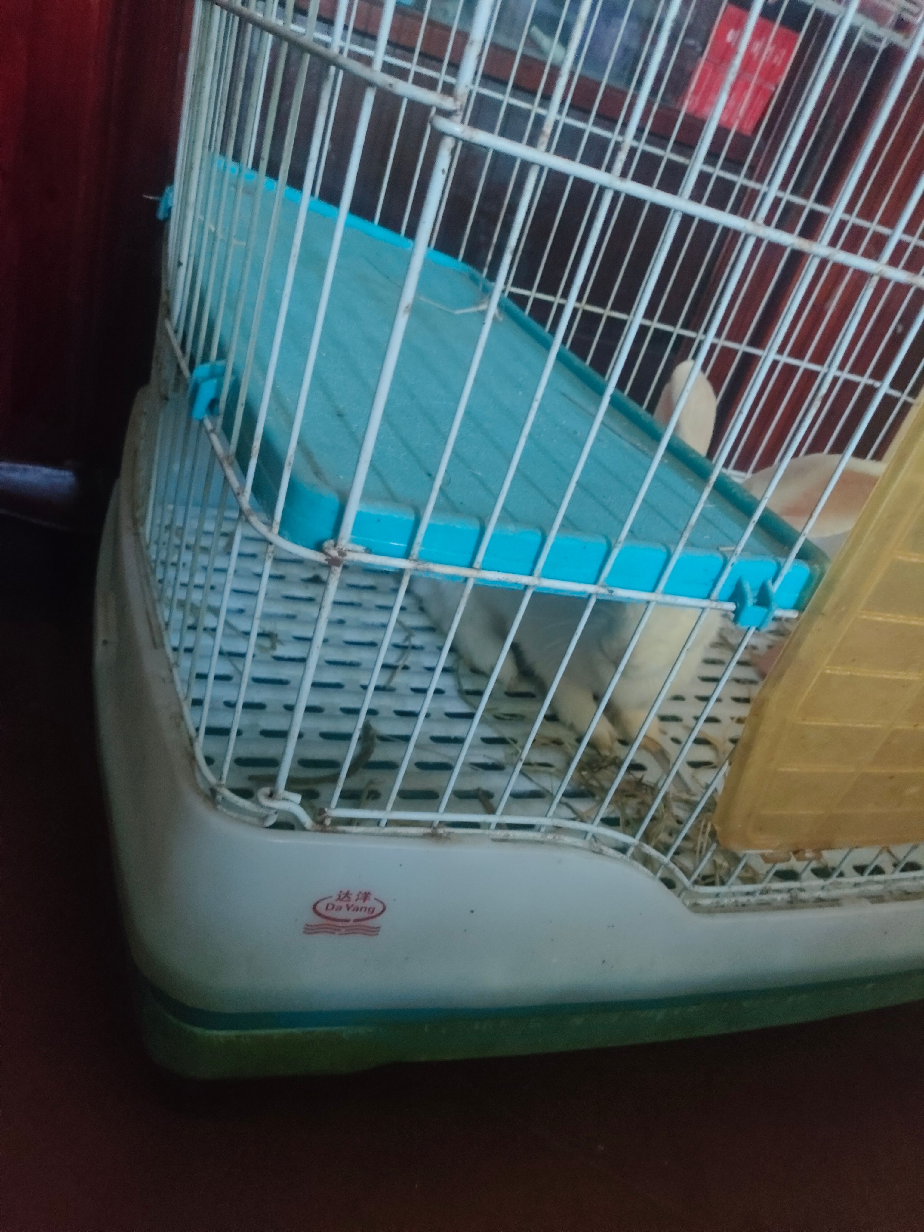 兔子,宠物